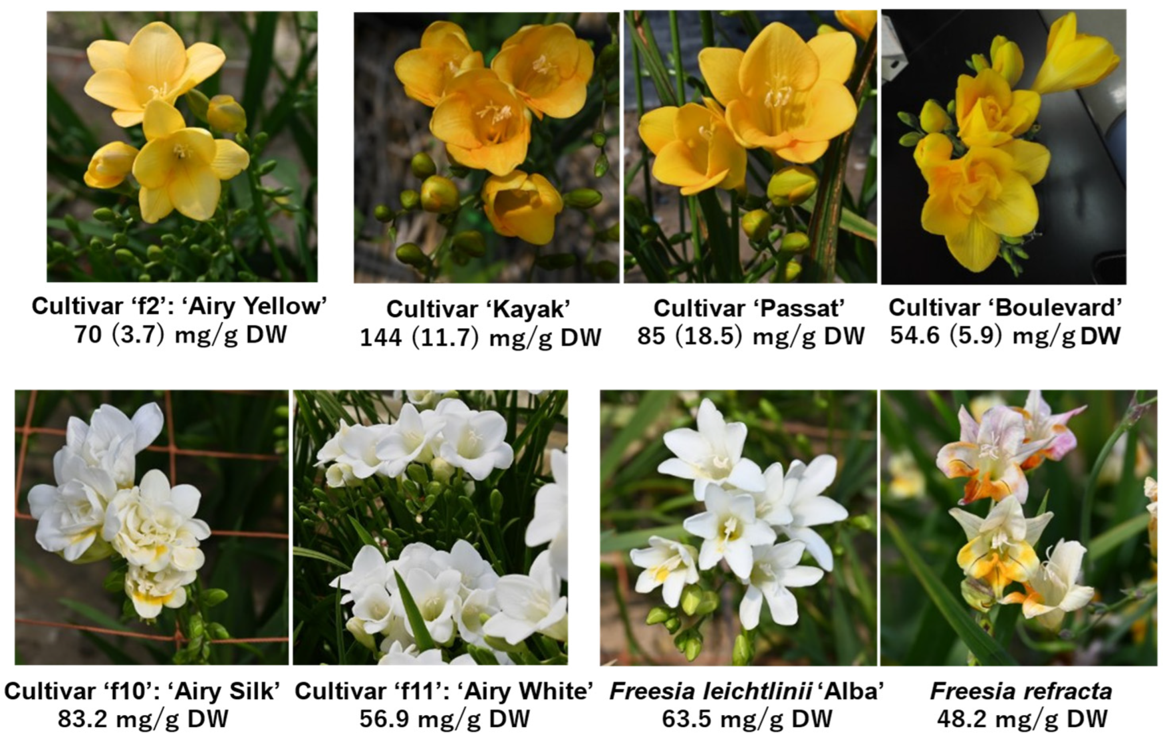 Antioxidants 14 00158 g001