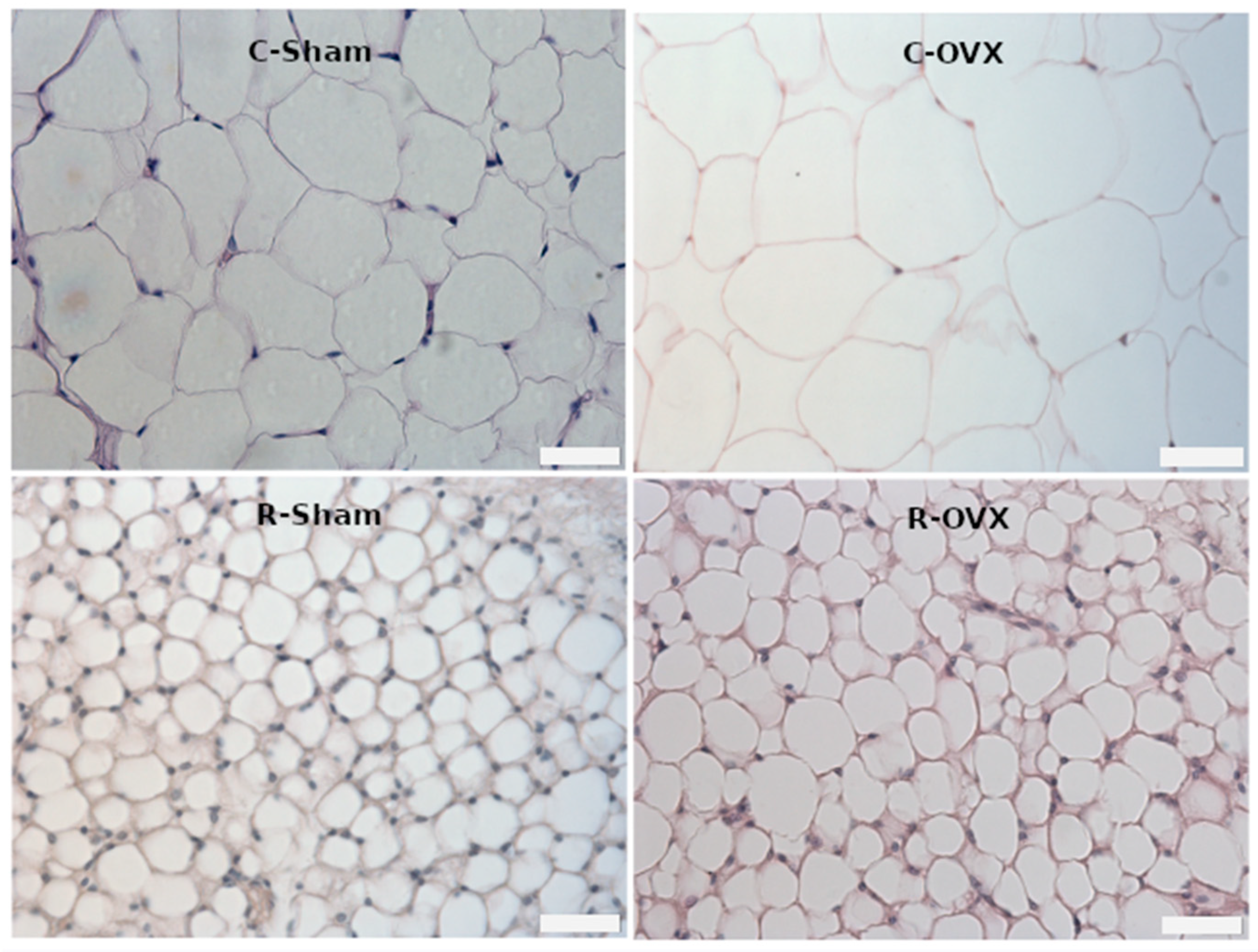 Antioxidants 14 00169 g001
