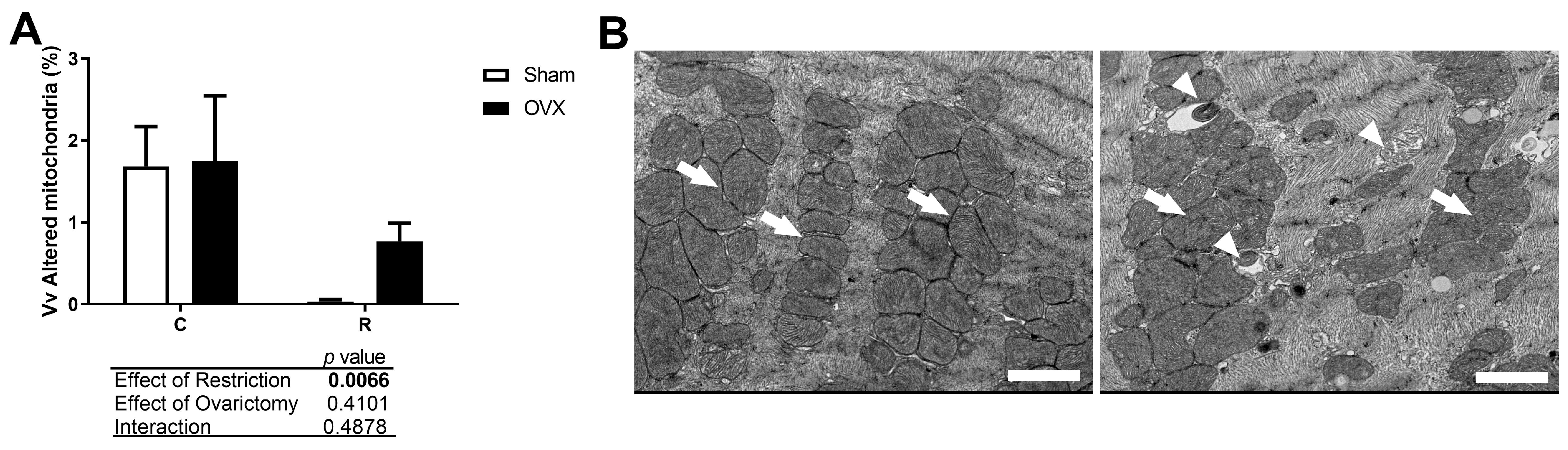 Antioxidants 14 00169 g004