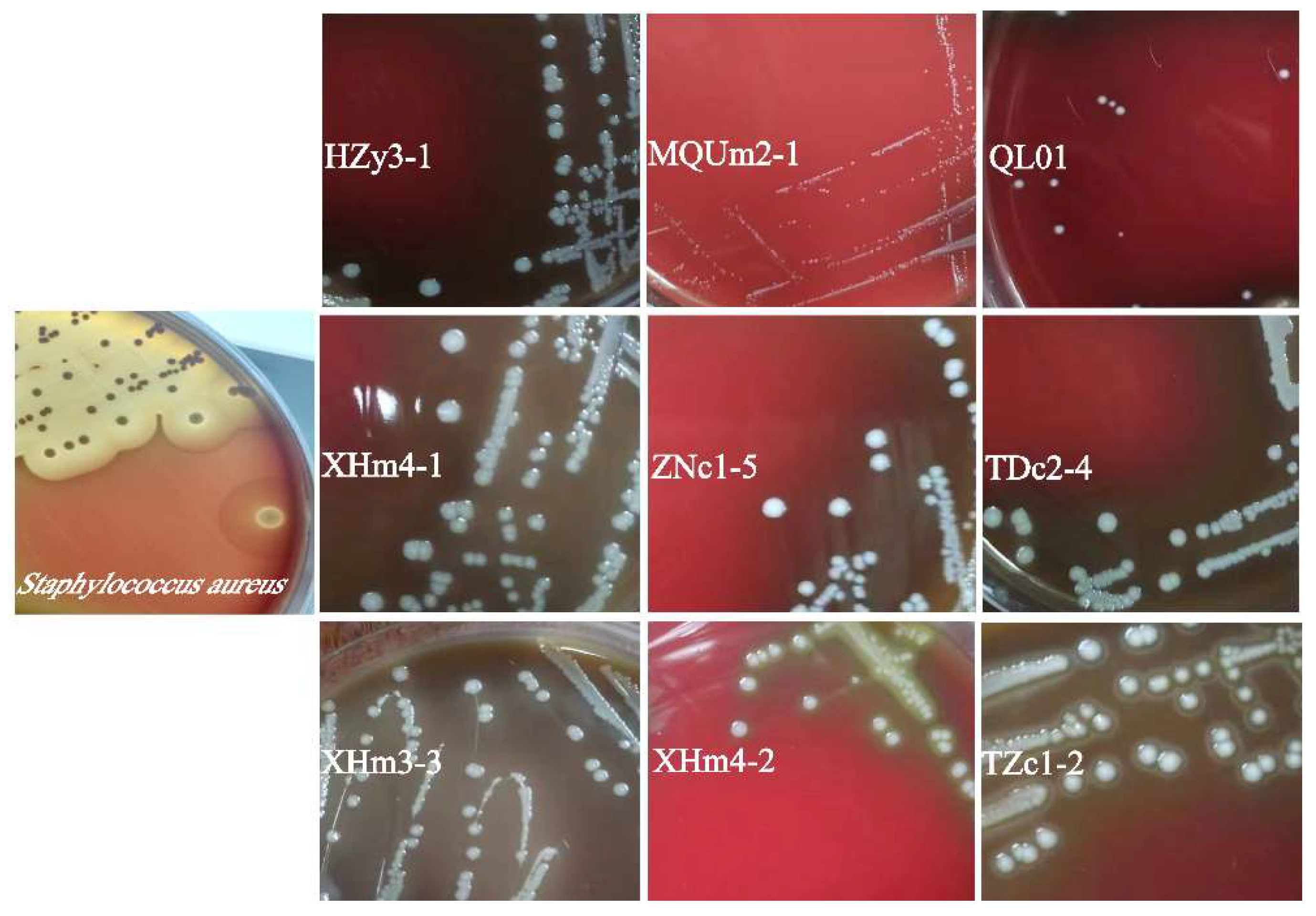 Antioxidants 14 00173 g003 Antioxidants 14 00173 g003