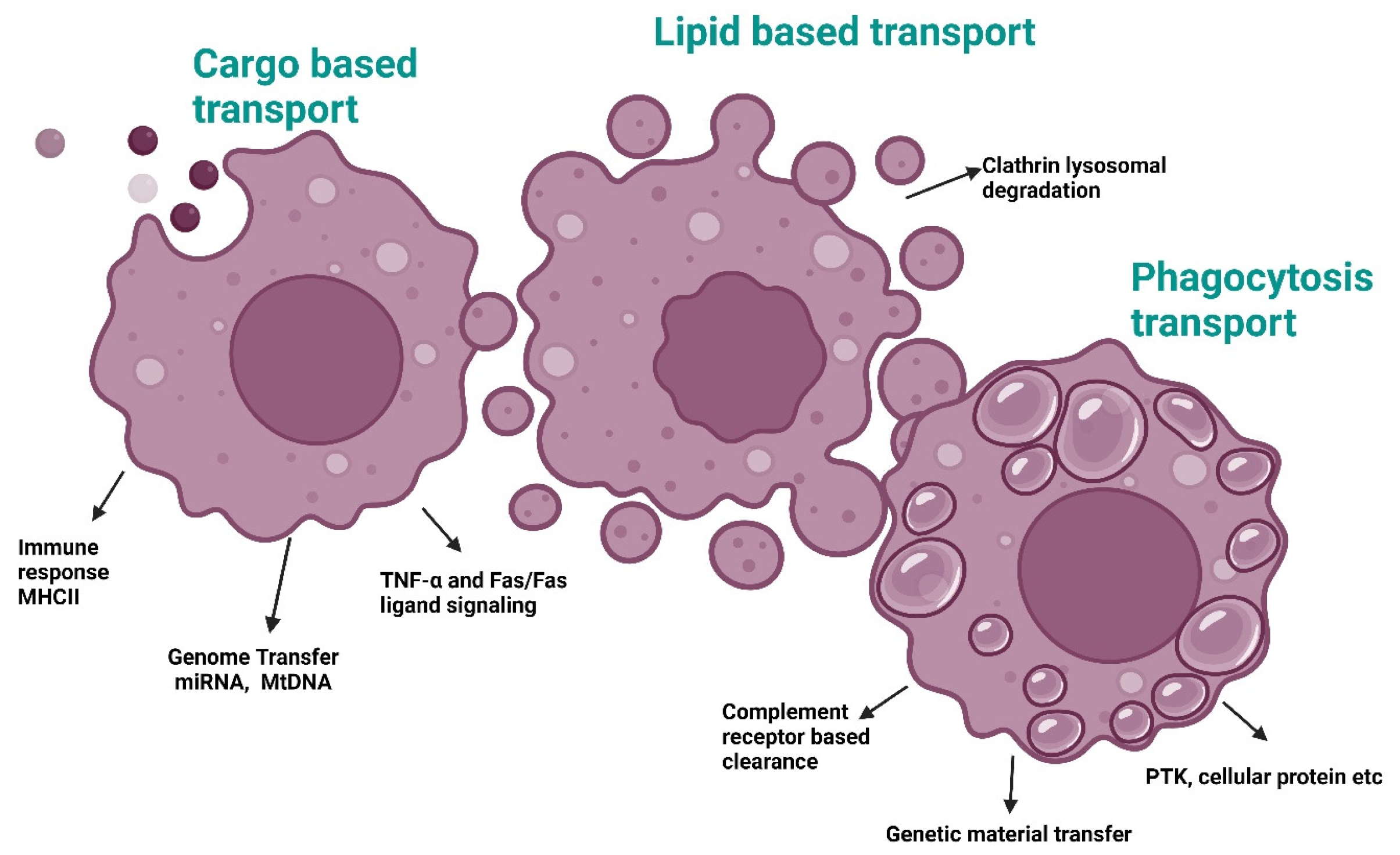 Antioxidants 14 00177 g004