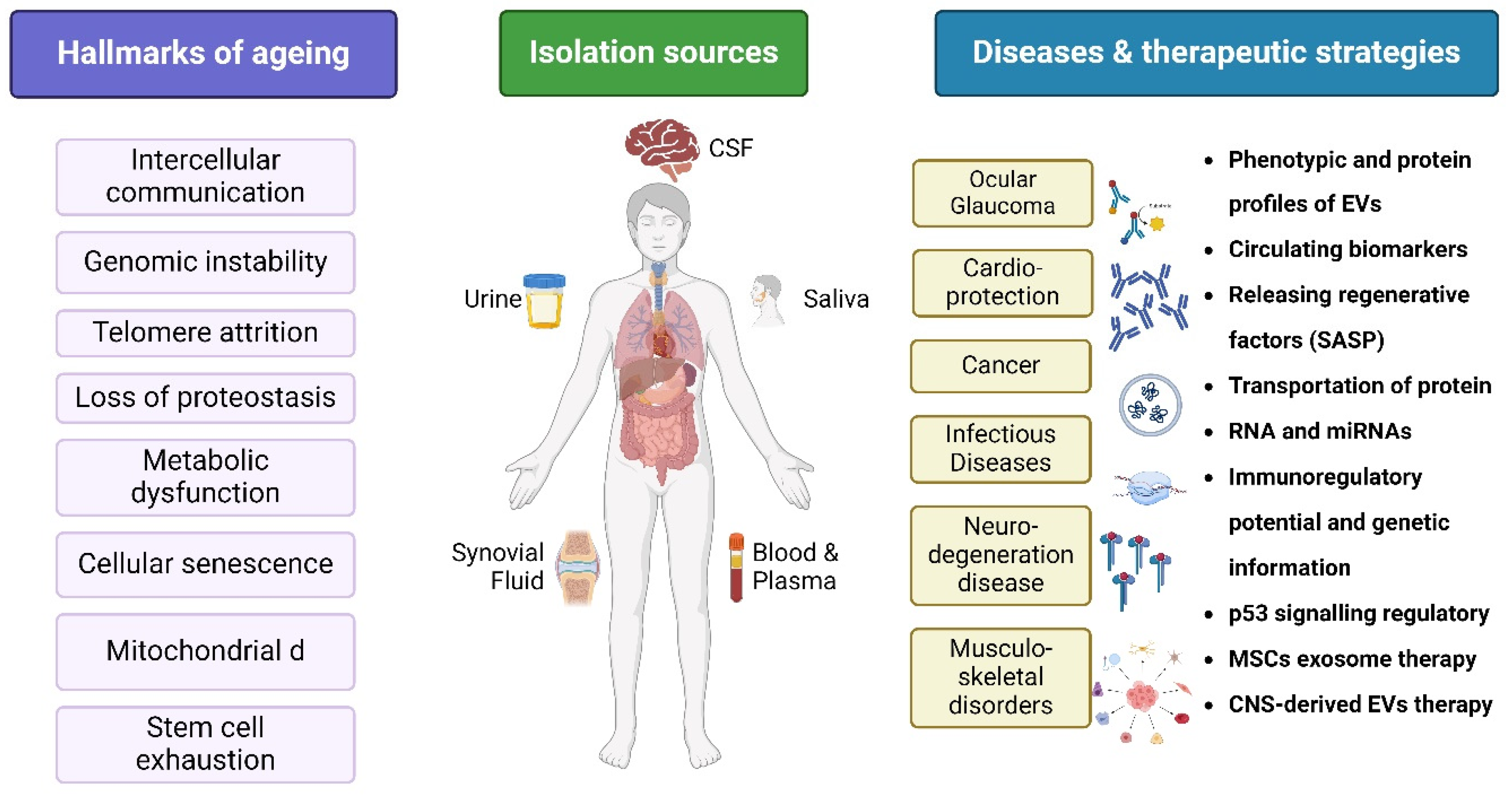 Antioxidants 14 00177 g006