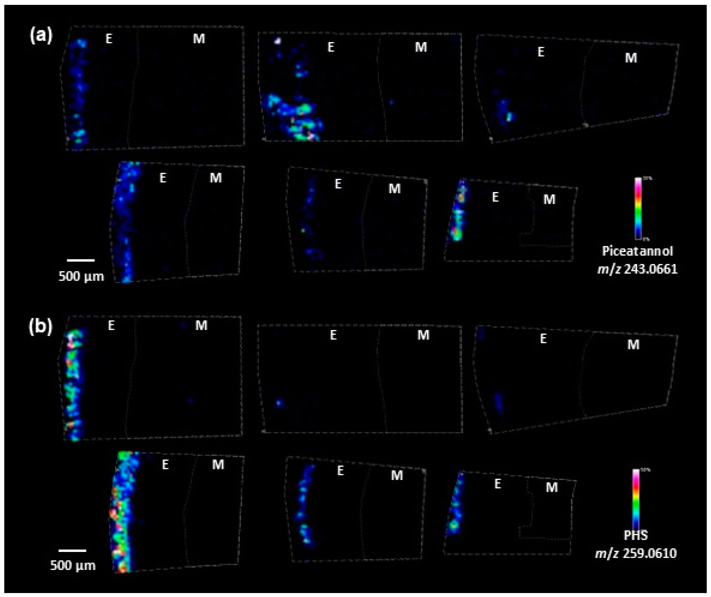 Antioxidants 14 00181 g002 Antioxidants 14 00181 g002