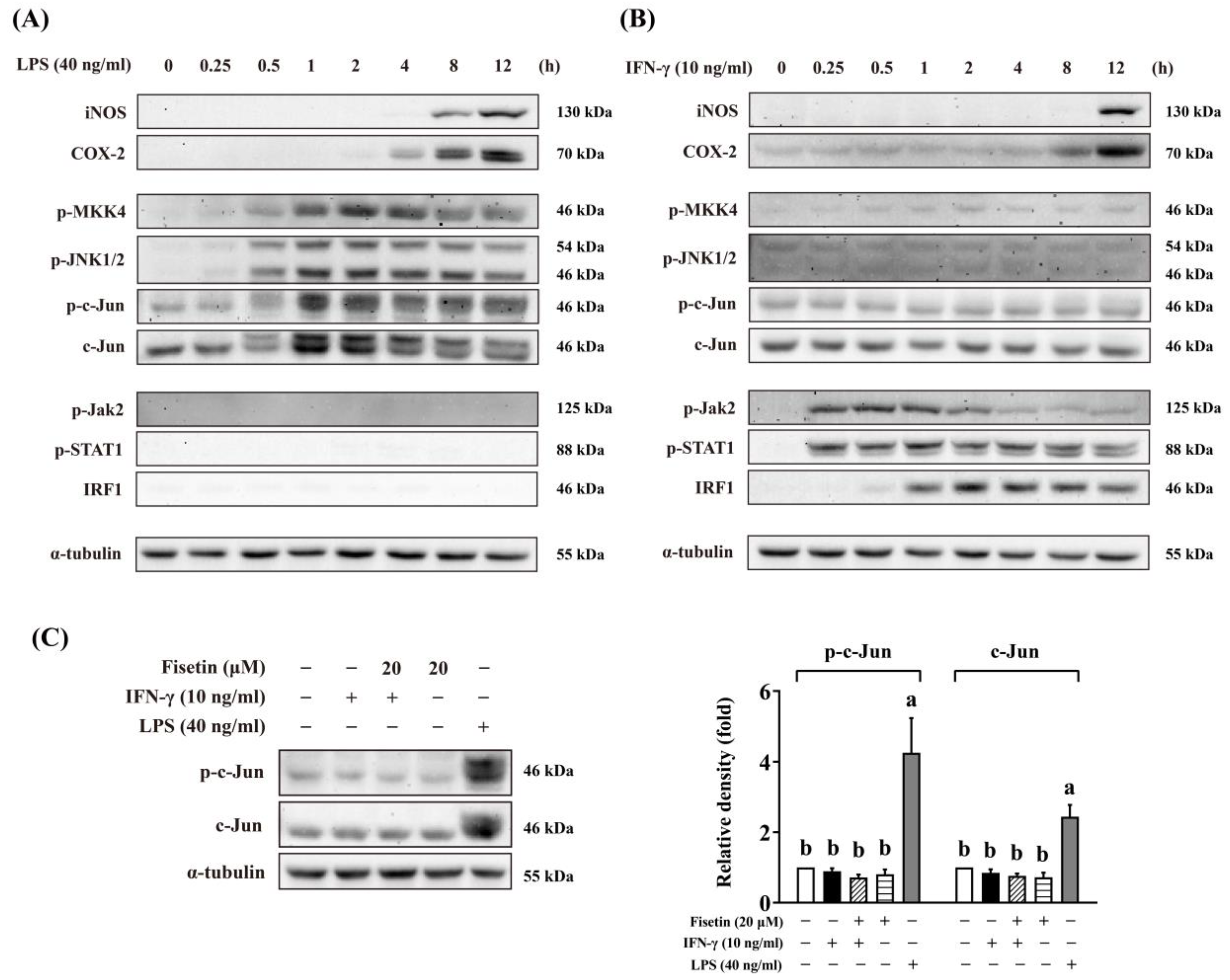 Antioxidants 14 00182 g007