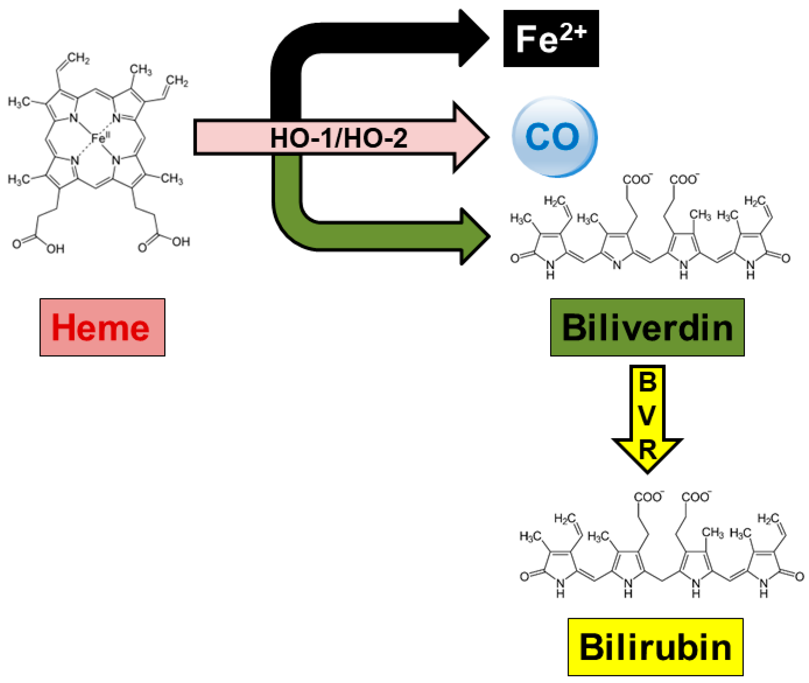 Antioxidants 14 00187 g001