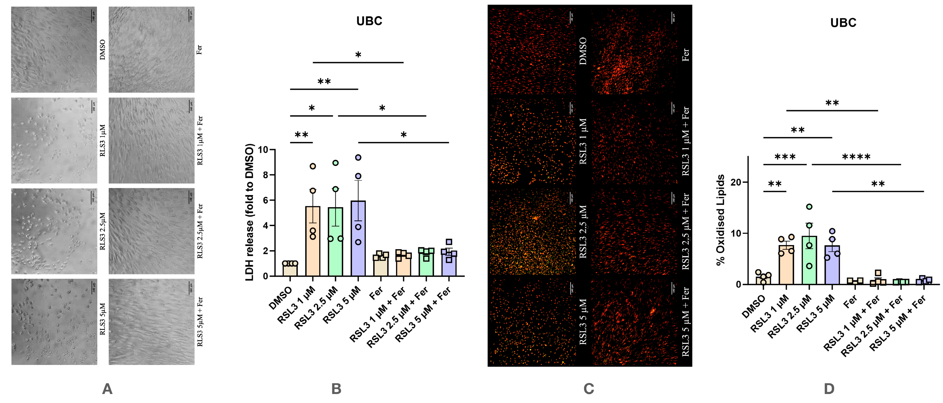 Antioxidants 14 00189 g004