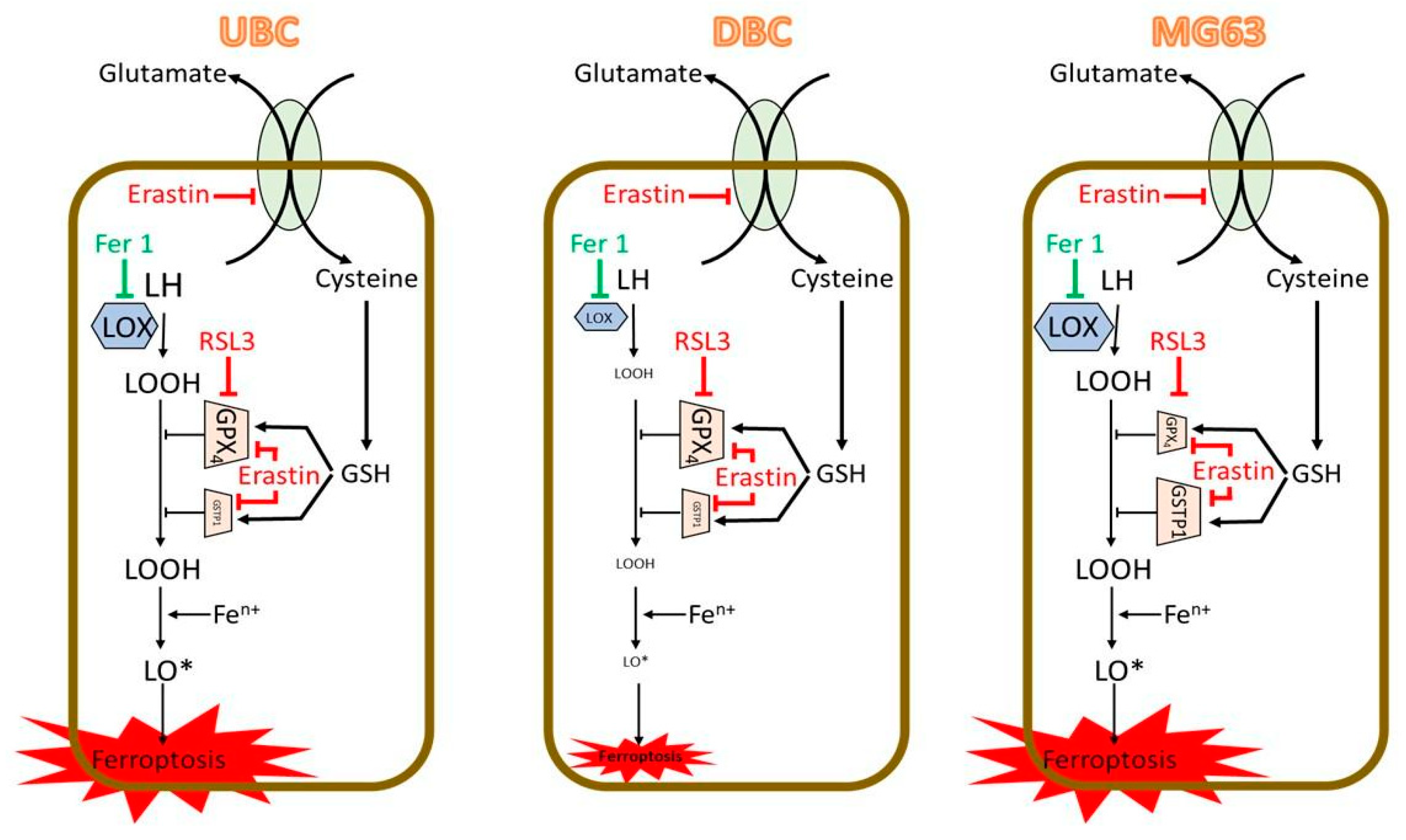 Antioxidants 14 00189 g011