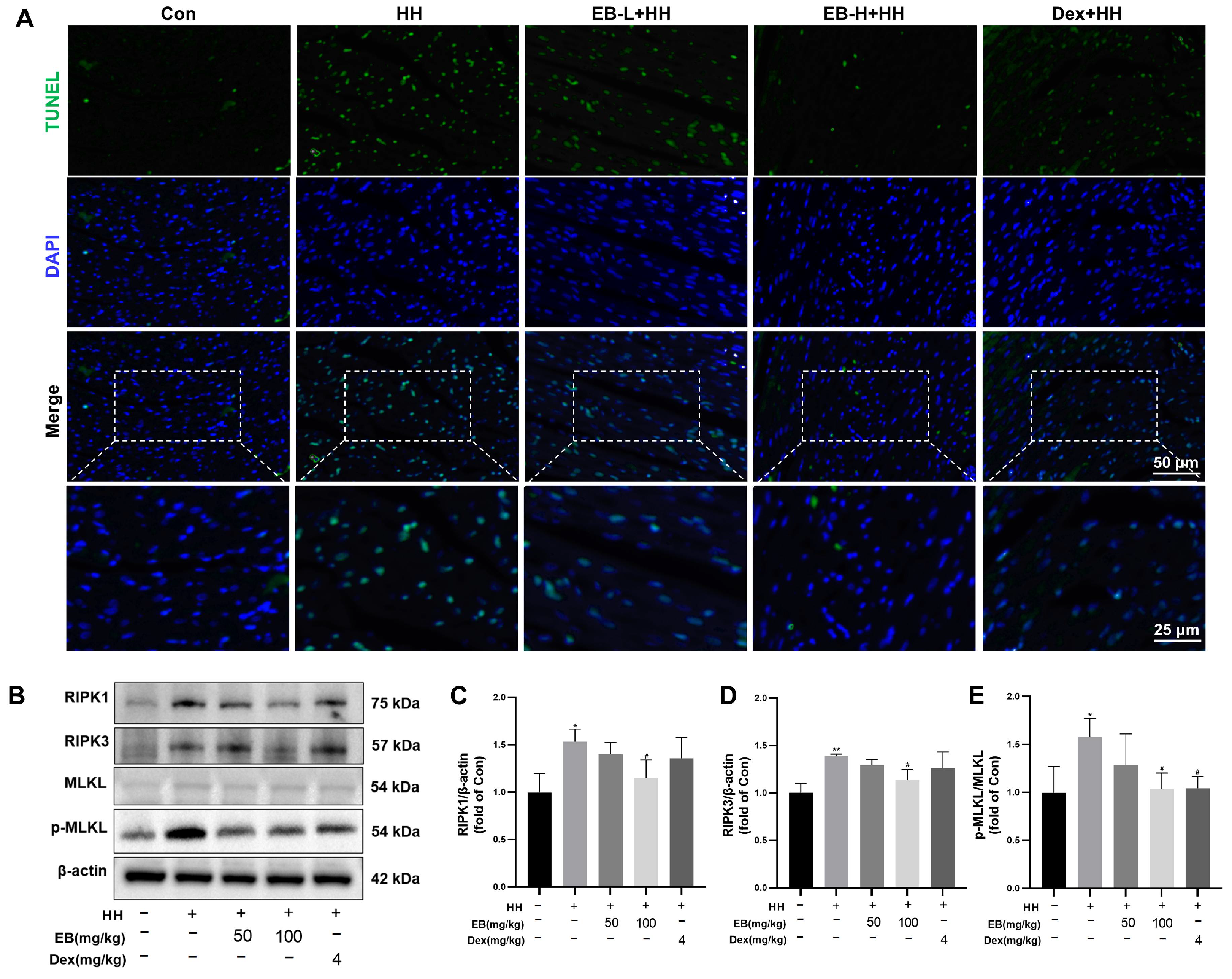Antioxidants 14 00190 g004