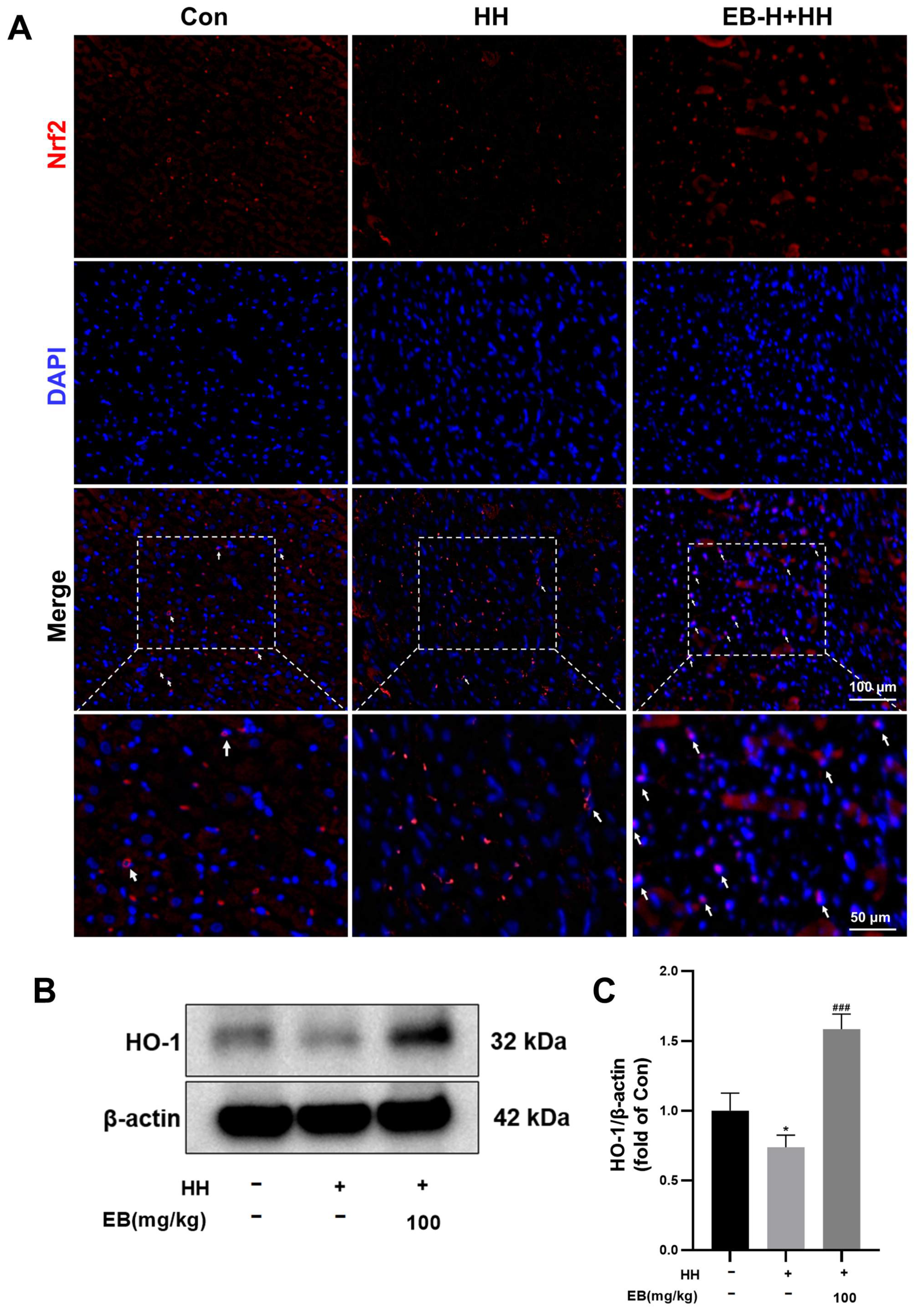 Antioxidants 14 00190 g005