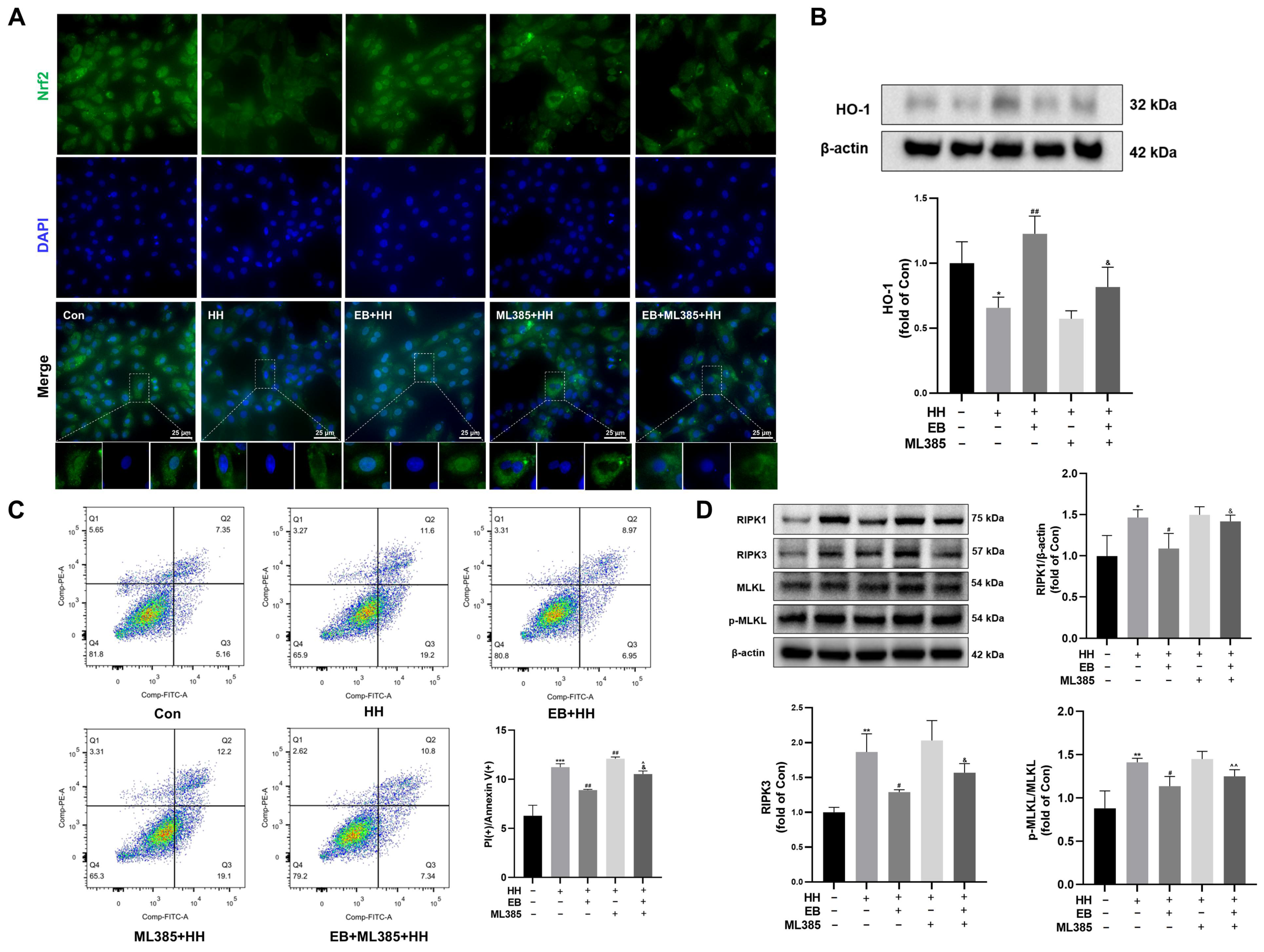 Antioxidants 14 00190 g007