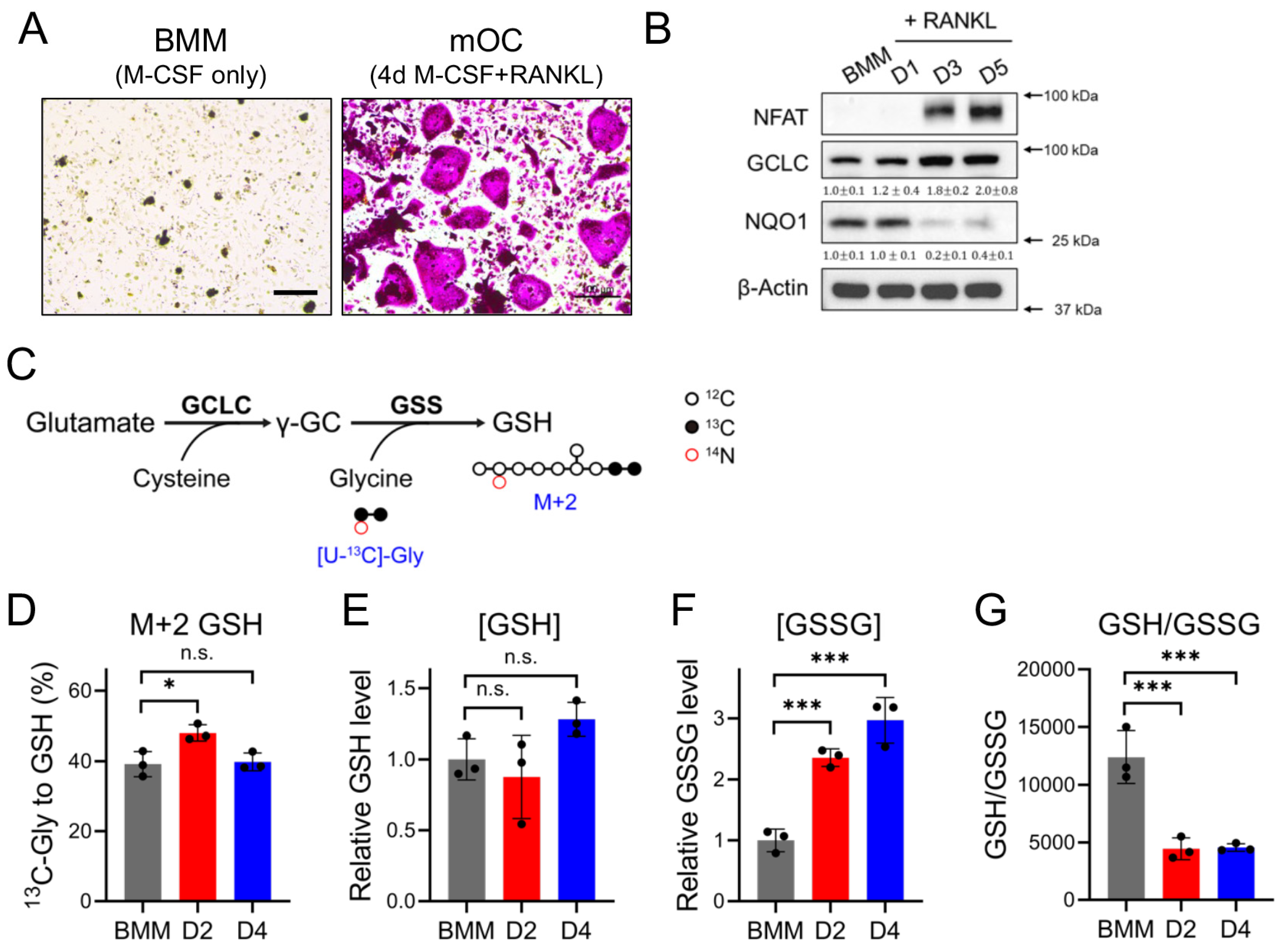 Antioxidants 14 00197 g001