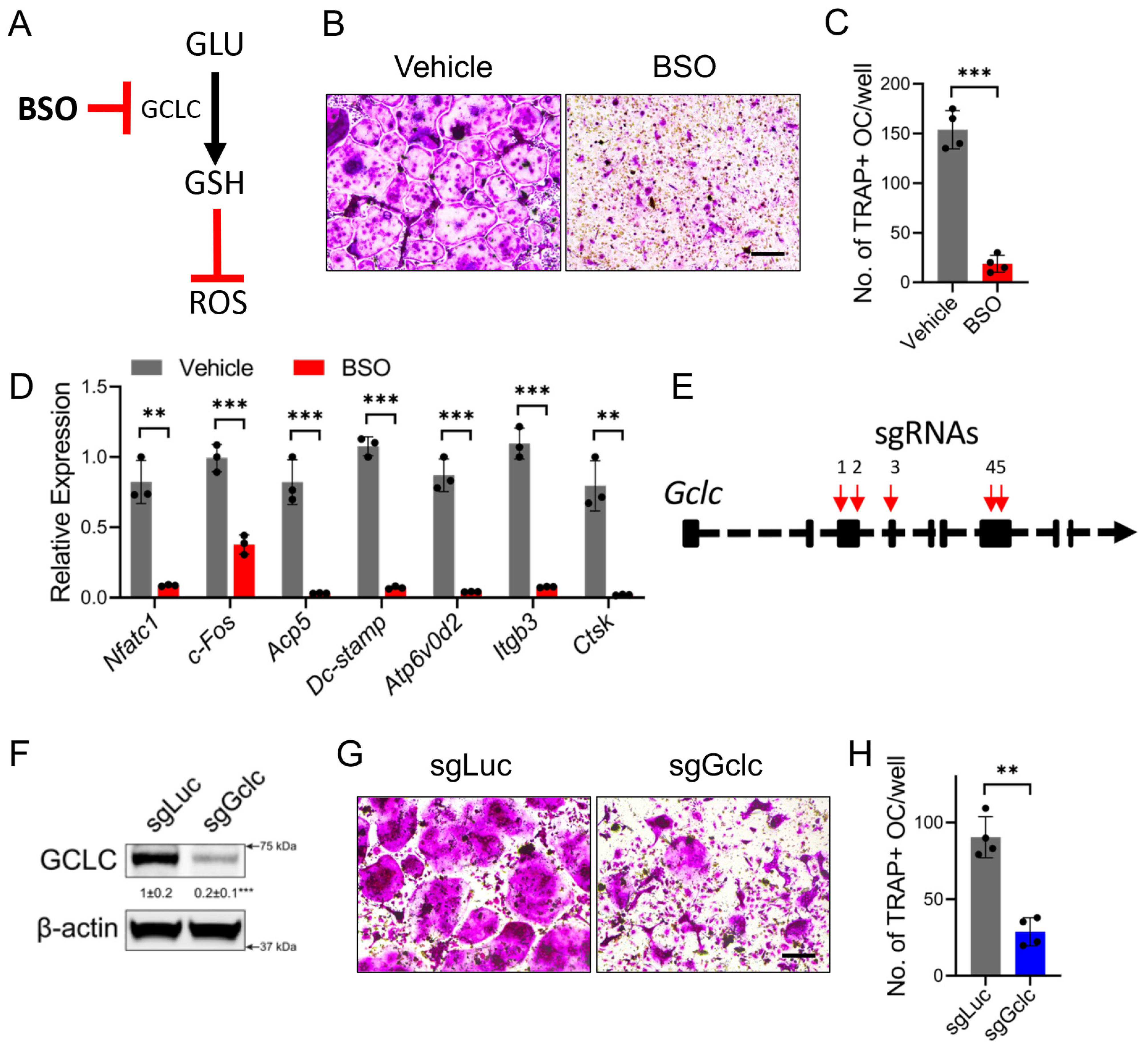 Antioxidants 14 00197 g002