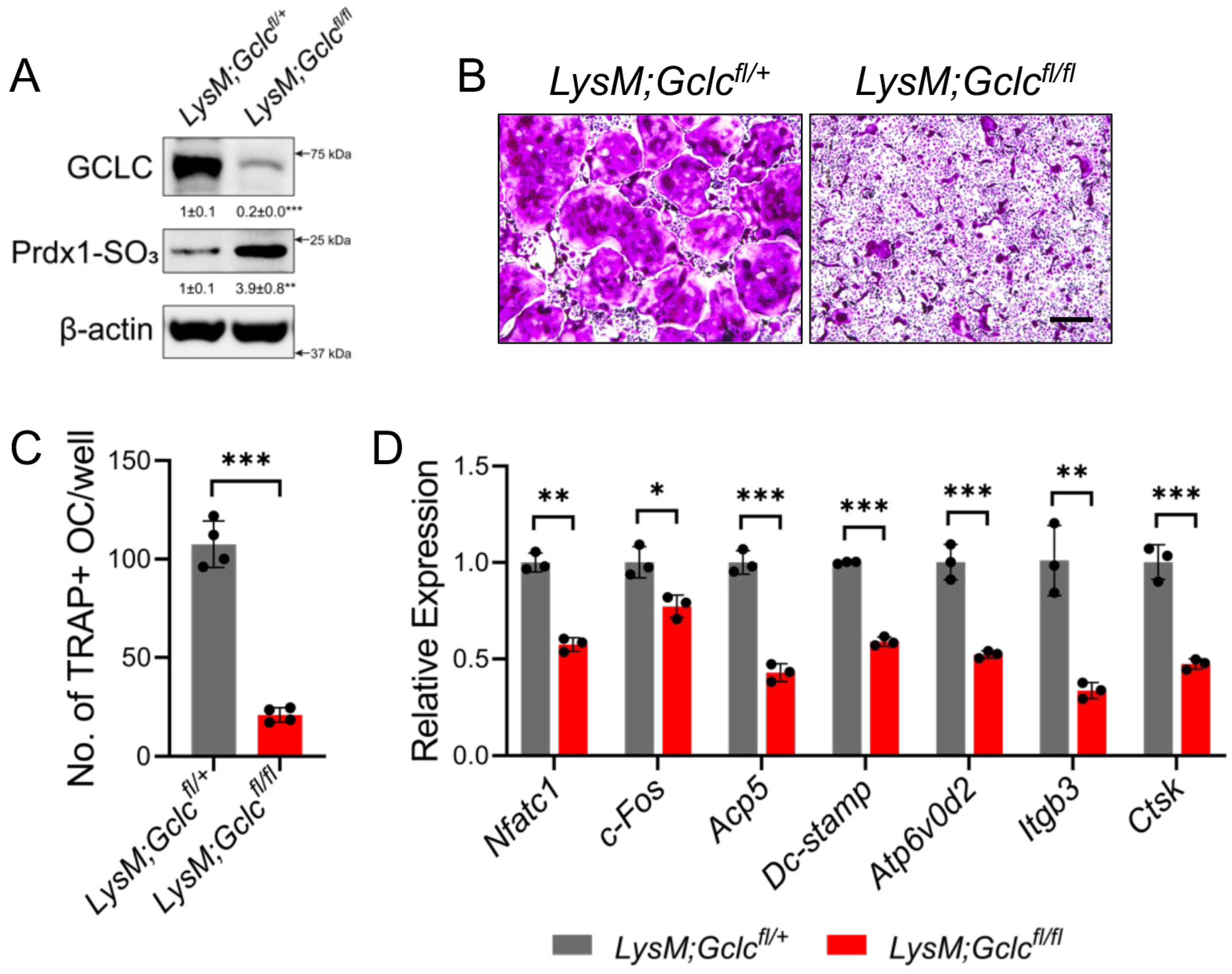 Antioxidants 14 00197 g003