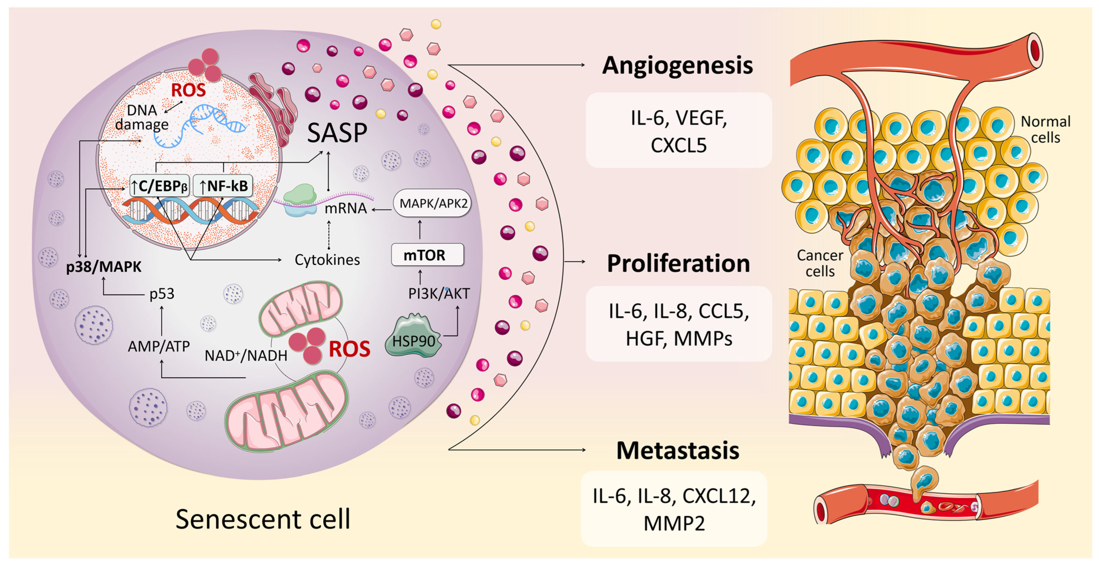 Antioxidants 14 00199 g001