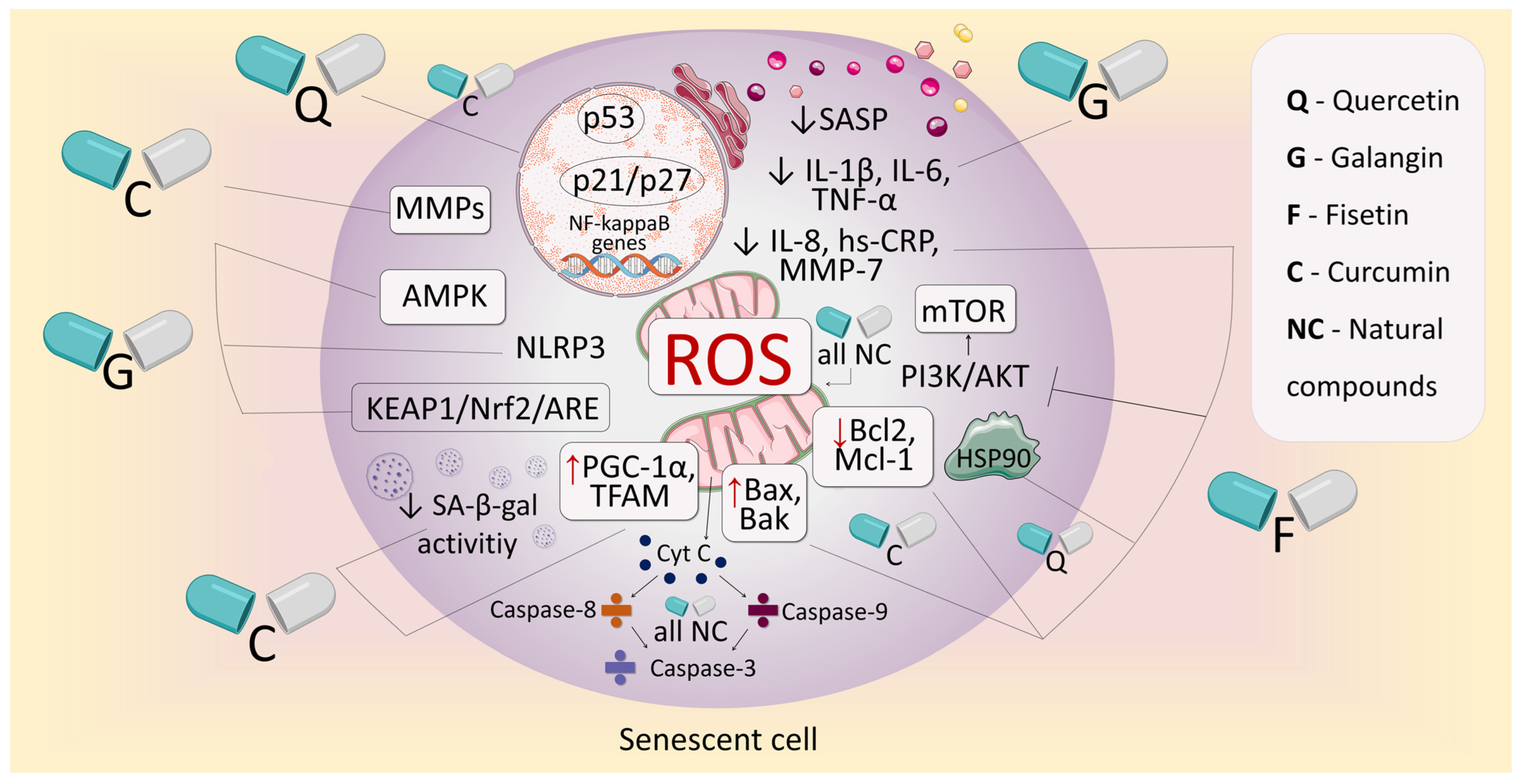 Antioxidants 14 00199 g003