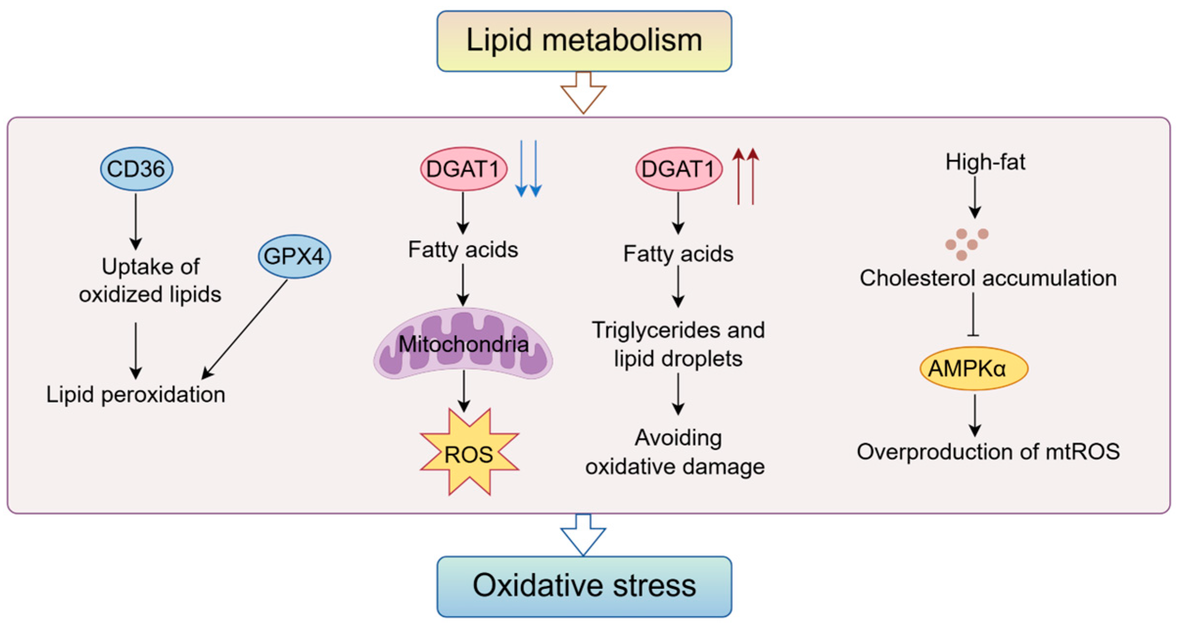 Antioxidants 14 00201 g003