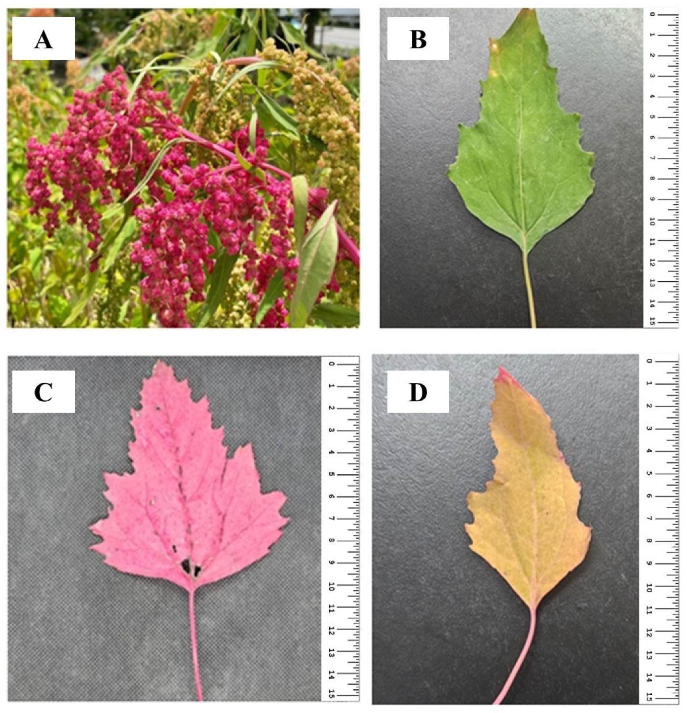 Antioxidants 14 00202 g001