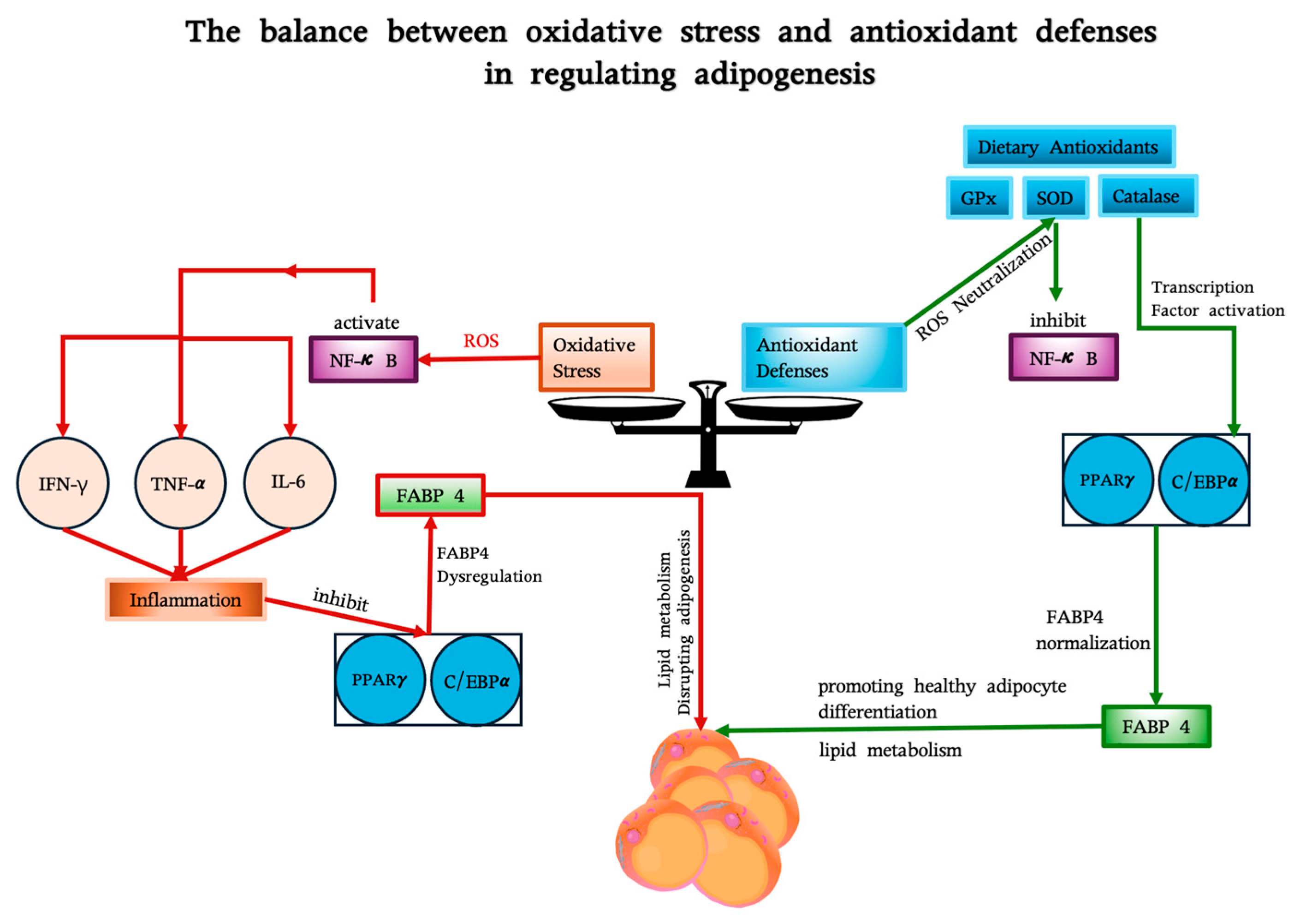 Antioxidants 14 00203 g002 Antioxidants 14 00203 g002