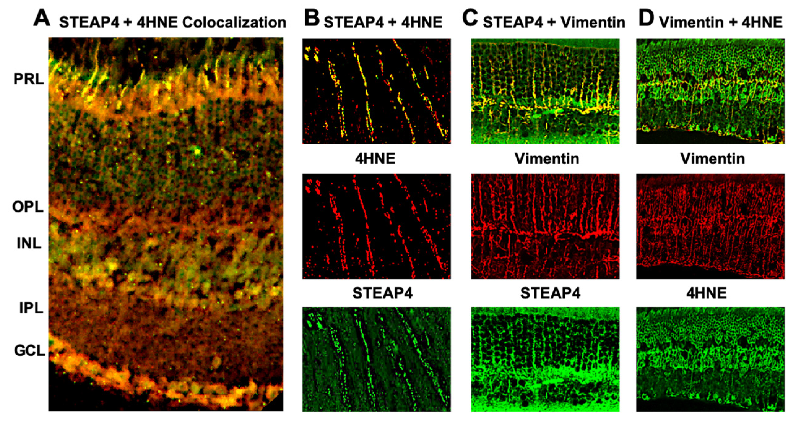 Antioxidants 14 00205 g004
