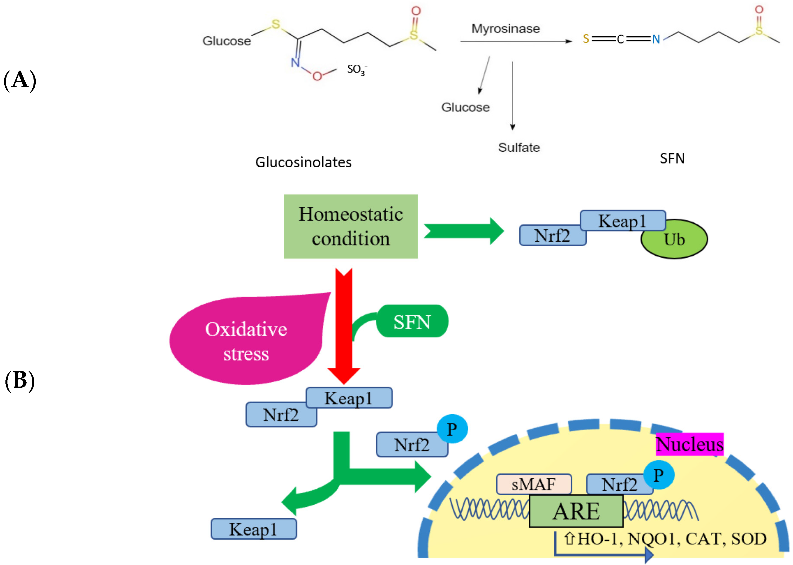 Antioxidants 14 00210 g001