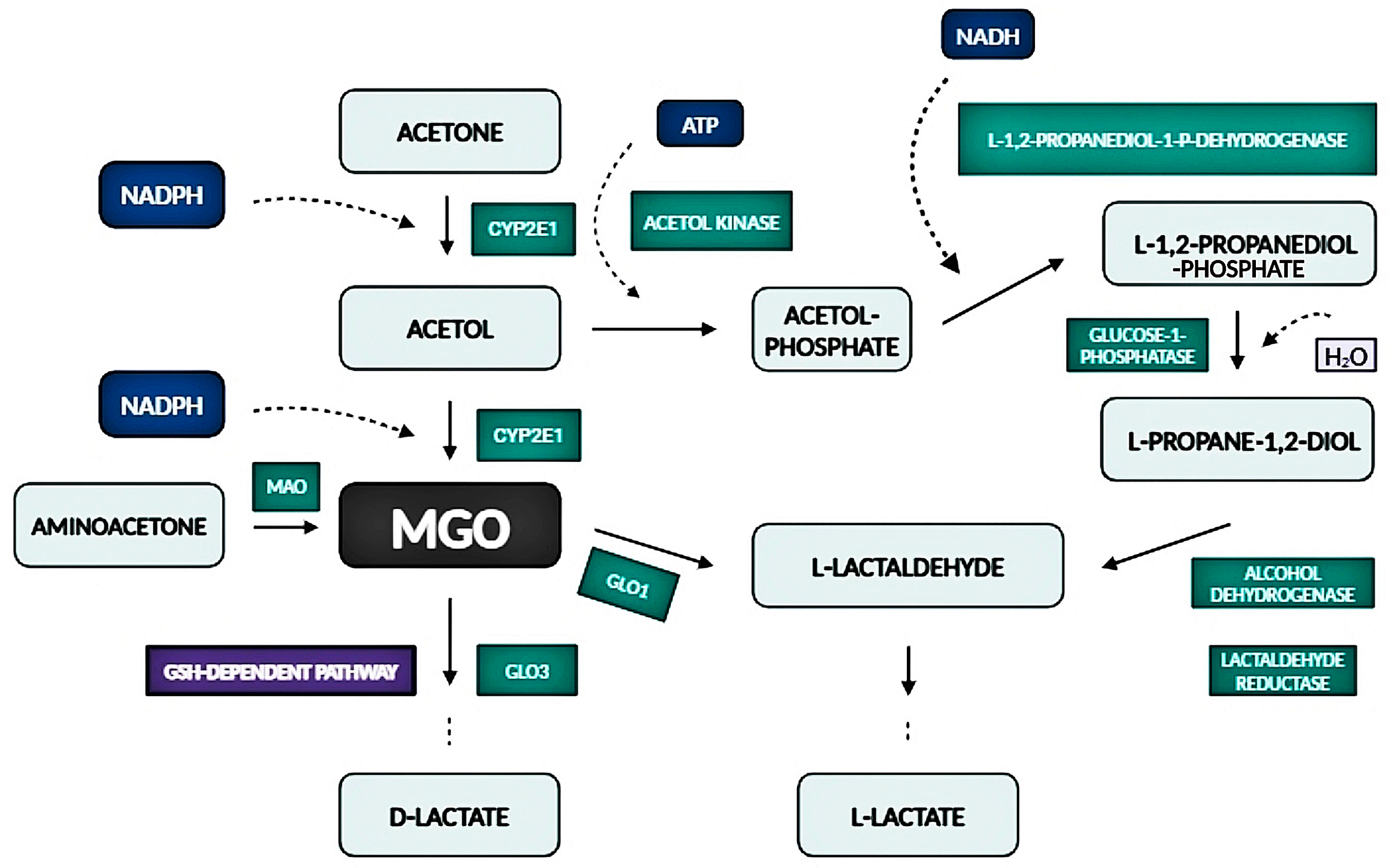 Antioxidants 14 00212 g004