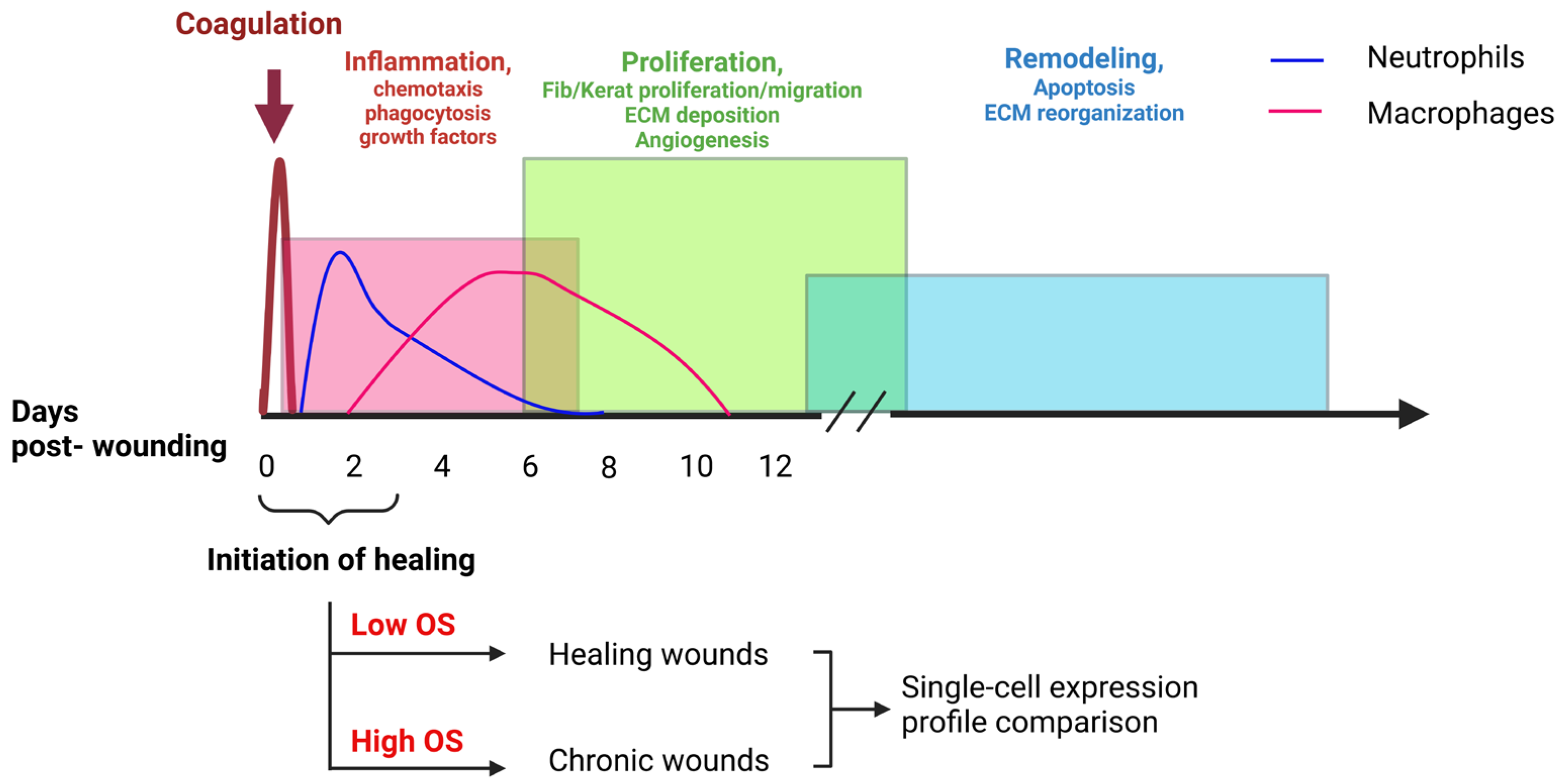 Antioxidants 14 00214 g001