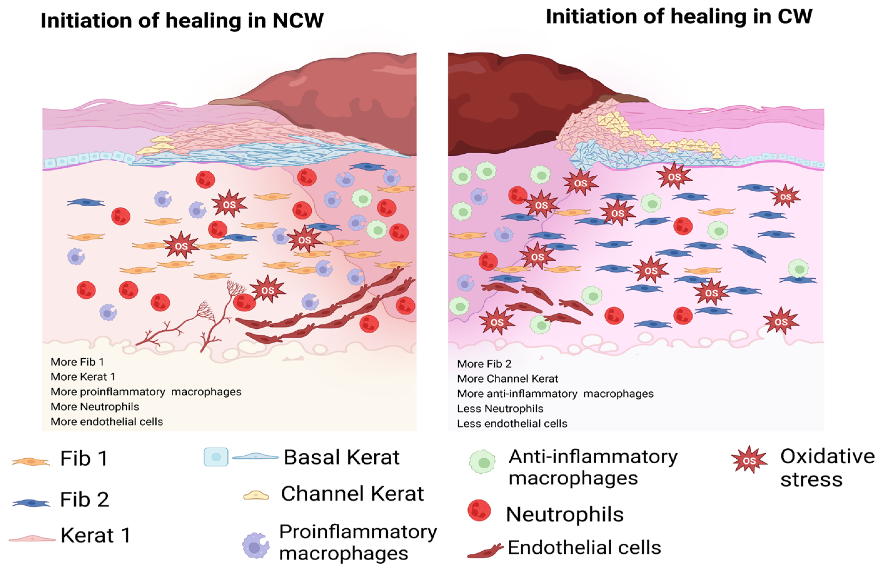 Antioxidants 14 00214 g010