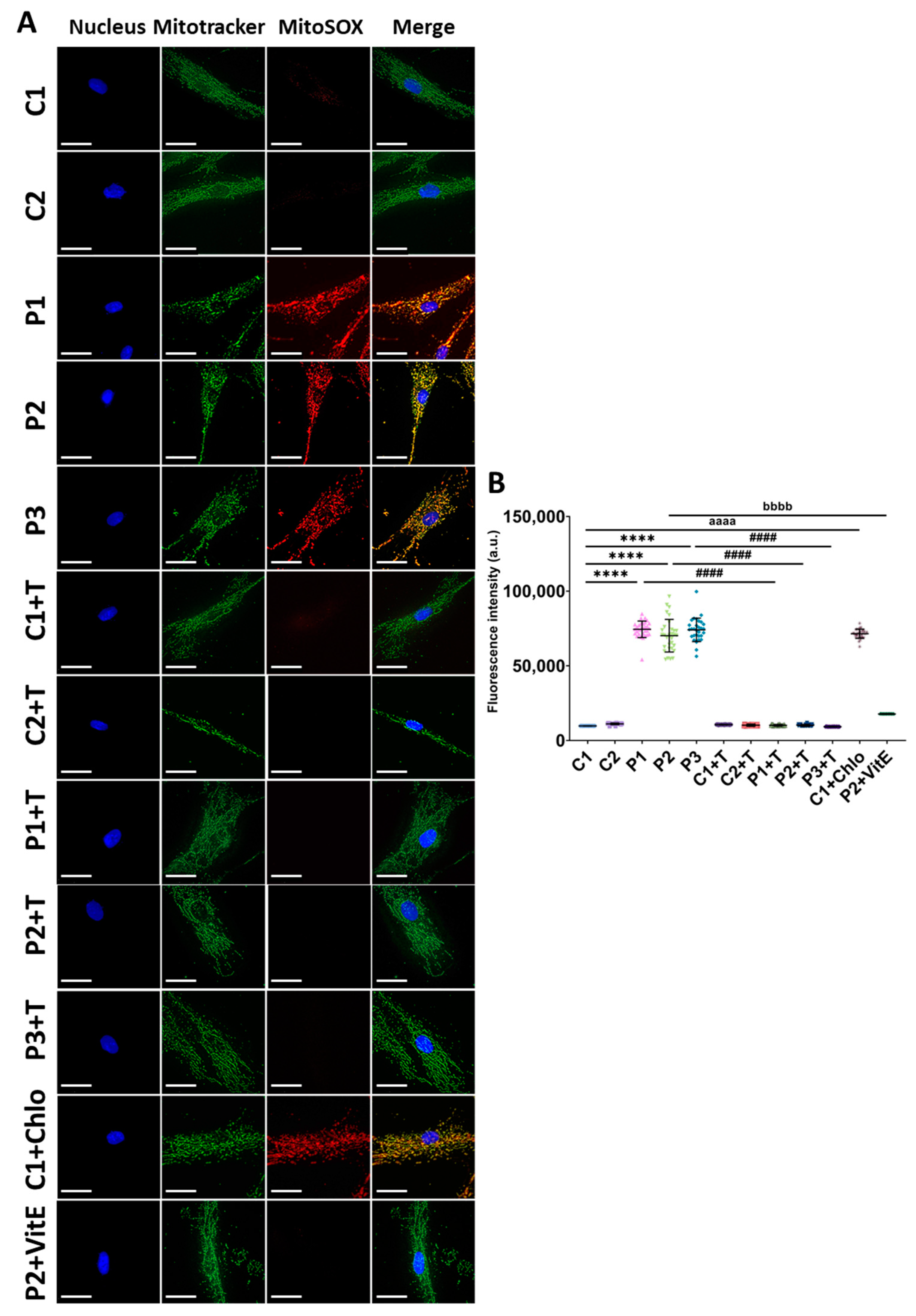 Antioxidants 14 00215 g001