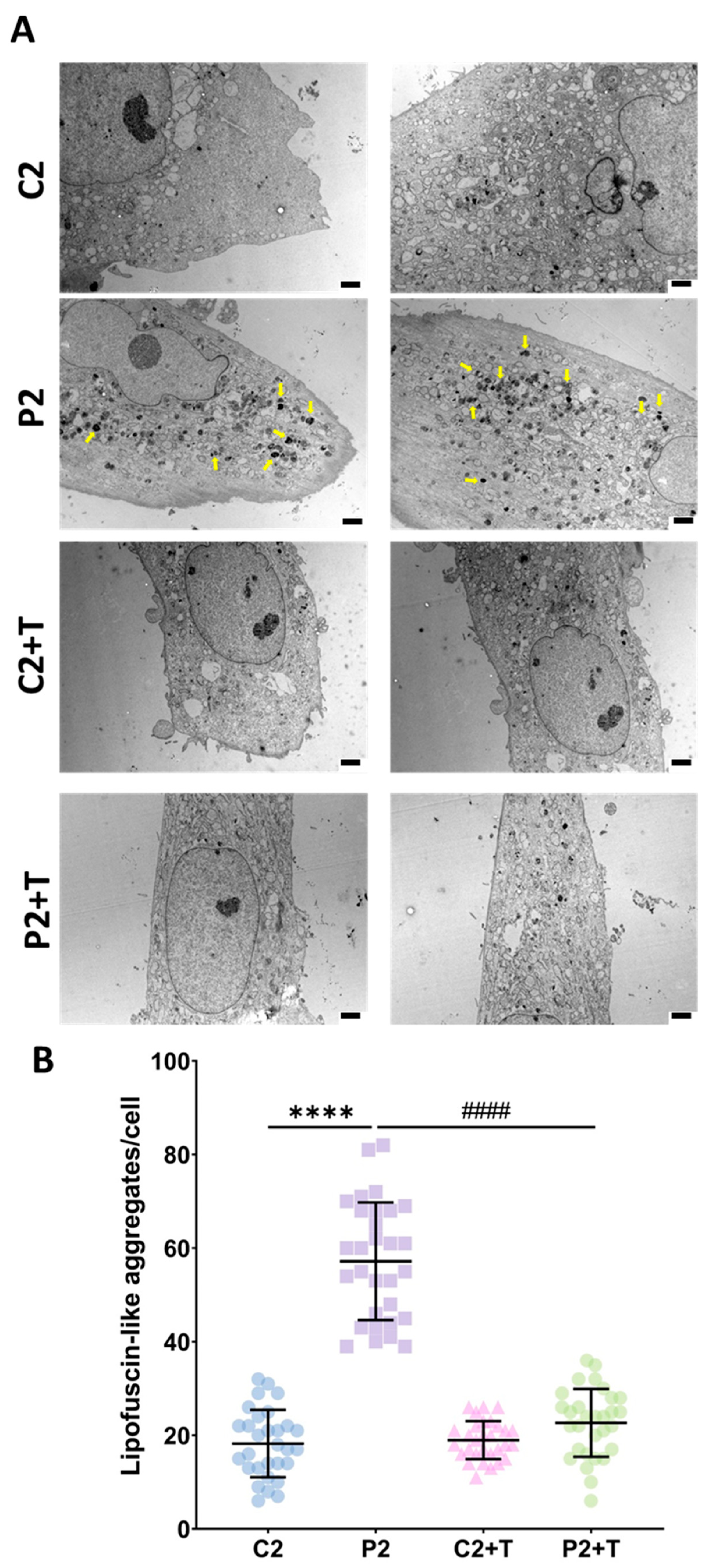 Antioxidants 14 00215 g004