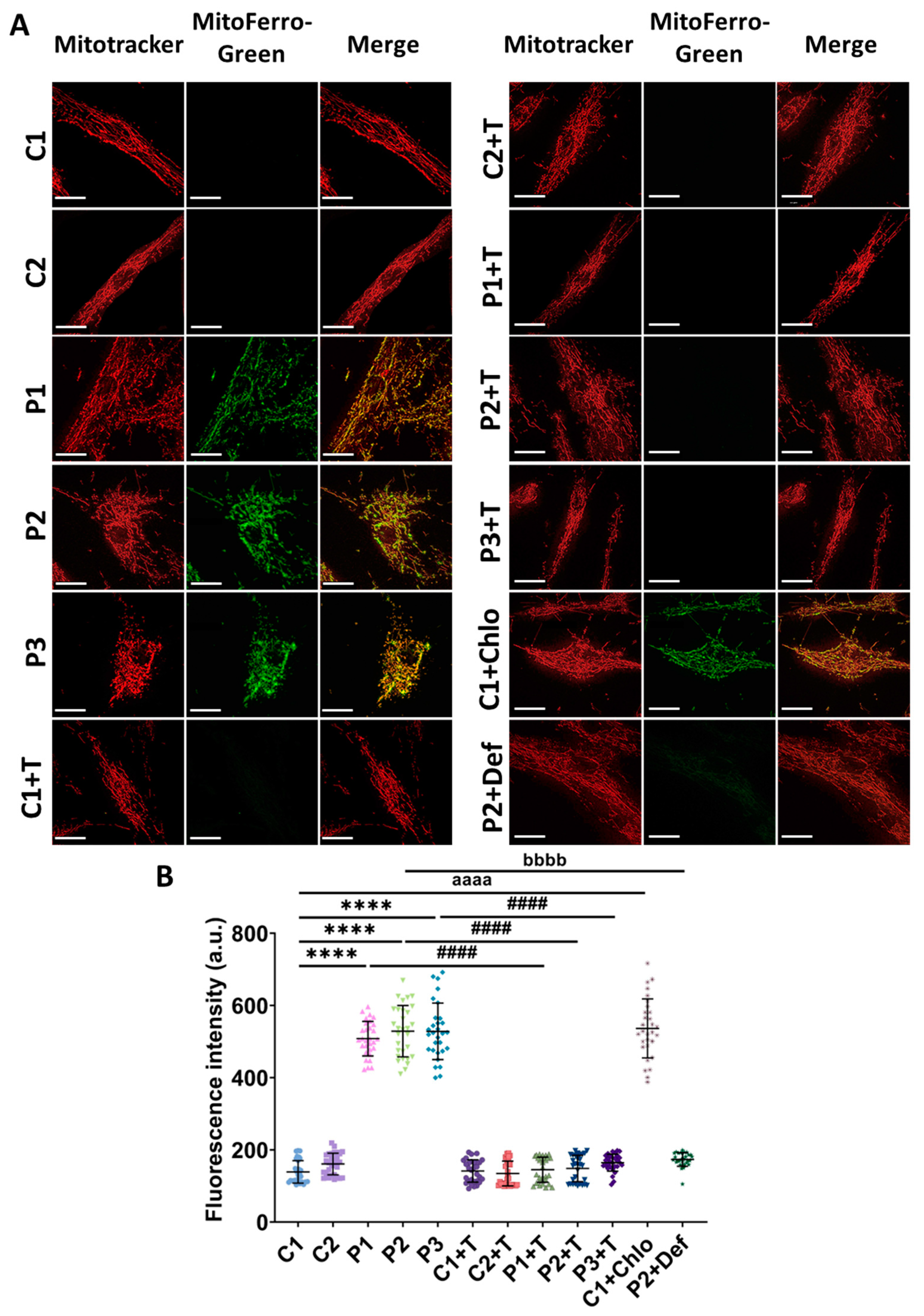 Antioxidants 14 00215 g006