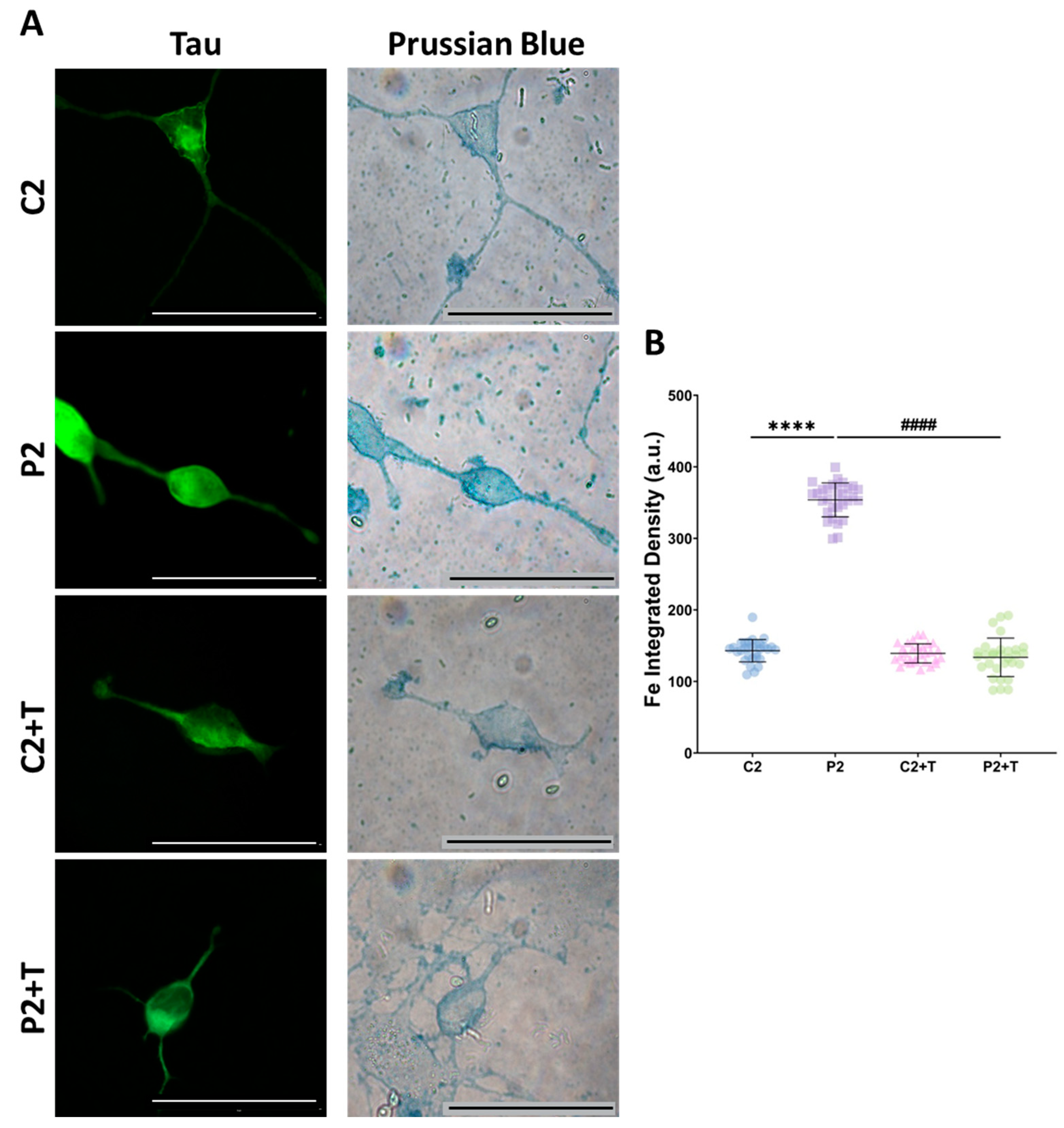 Antioxidants 14 00215 g011