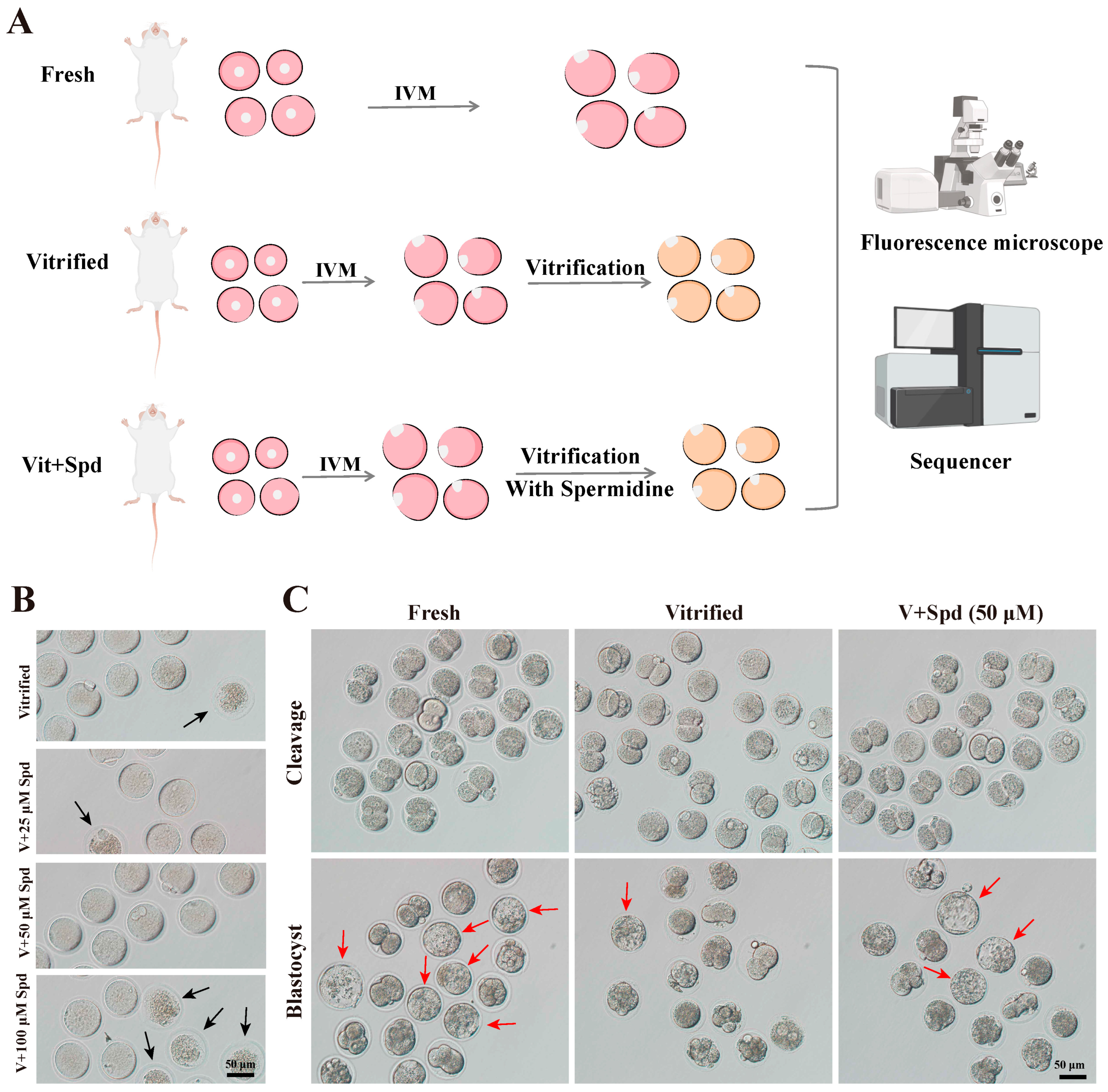 Antioxidants 14 00224 g001
