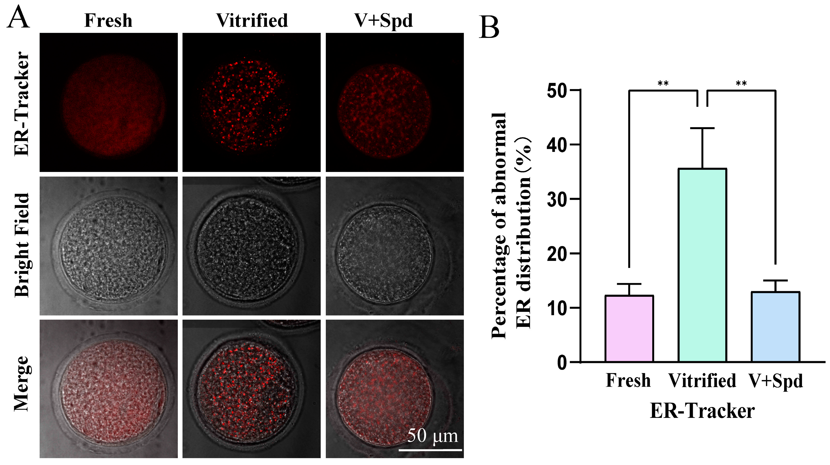 Antioxidants 14 00224 g010