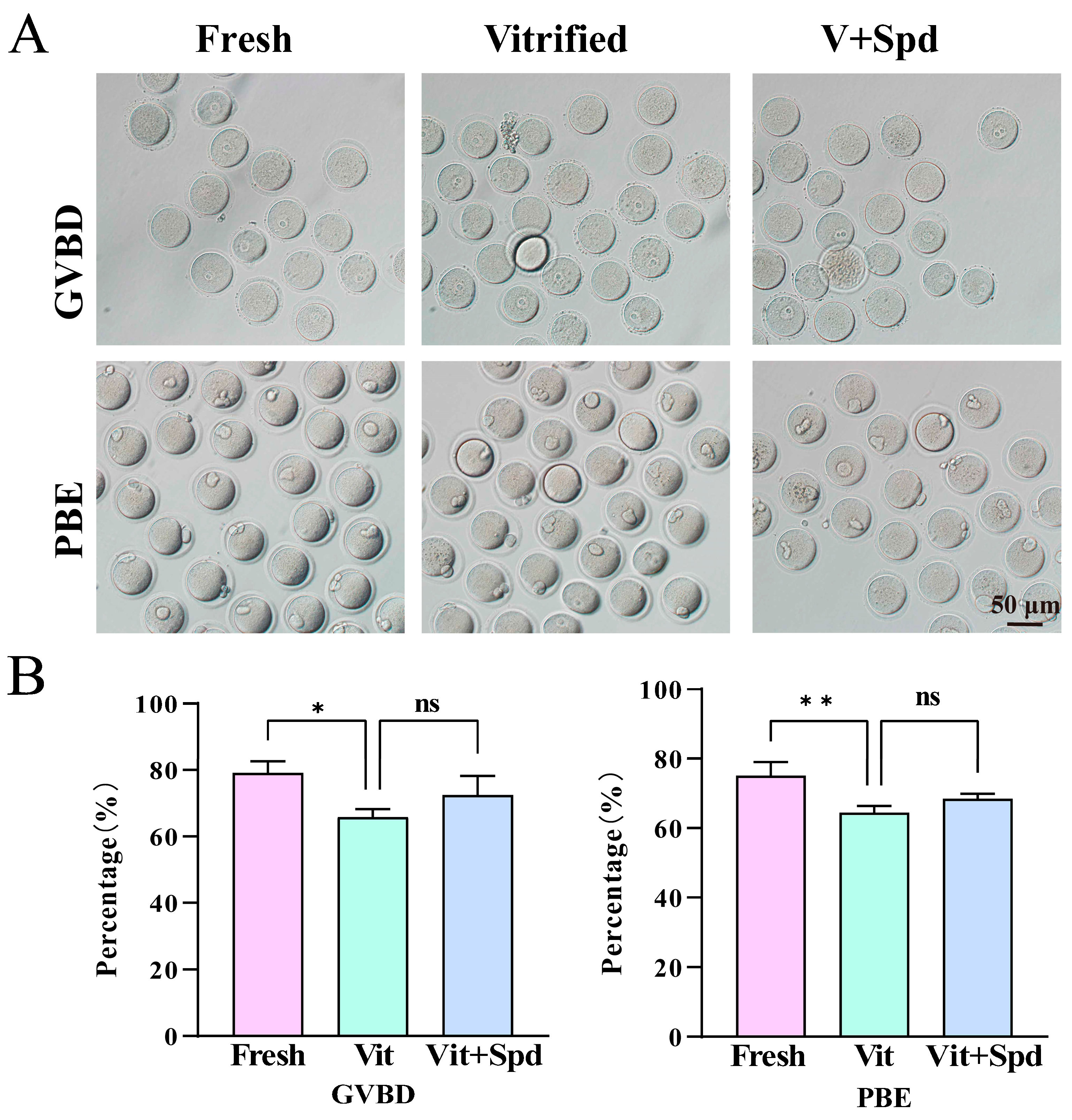 Antioxidants 14 00224 g013