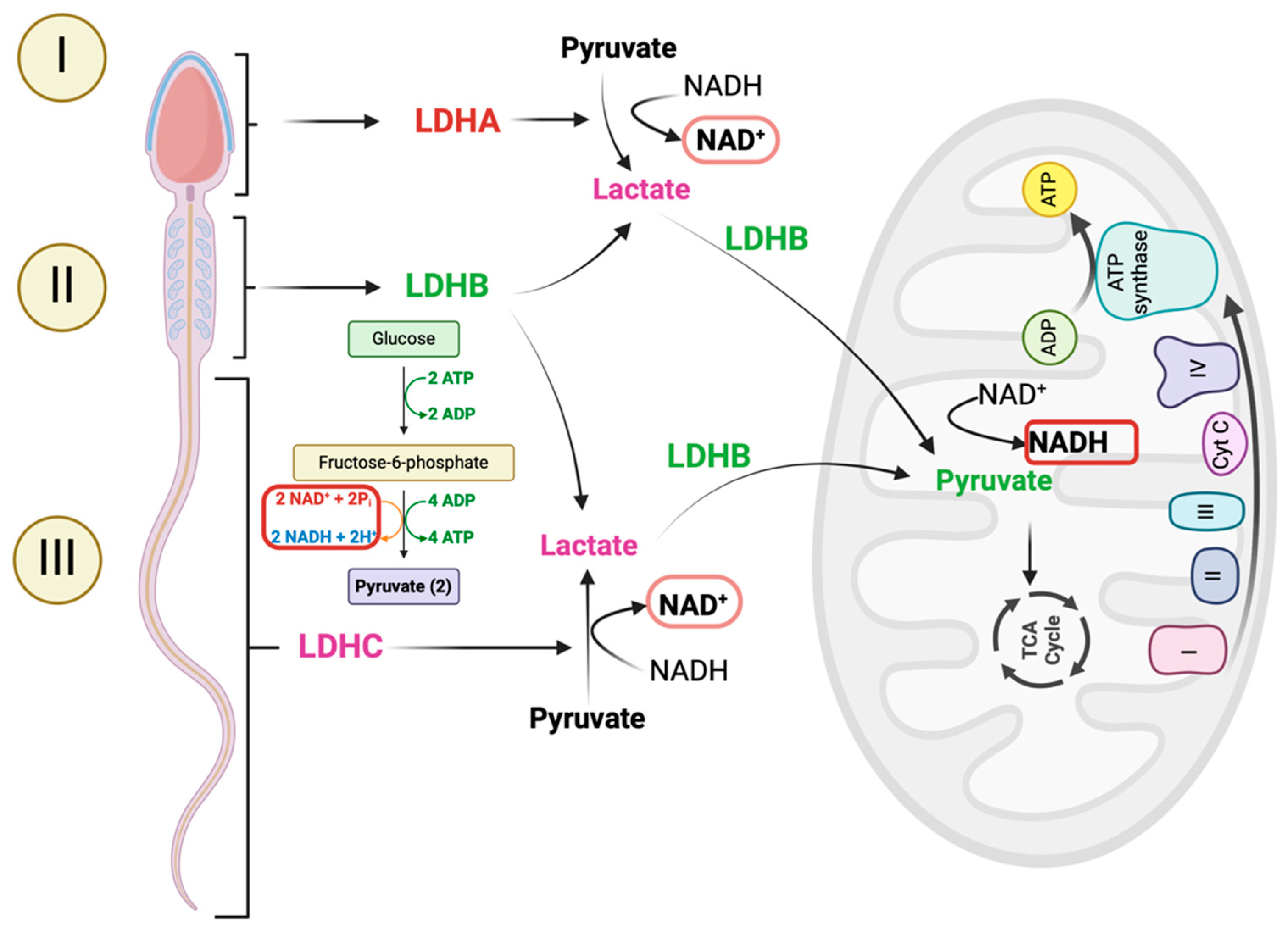 Antioxidants 14 00225 g002