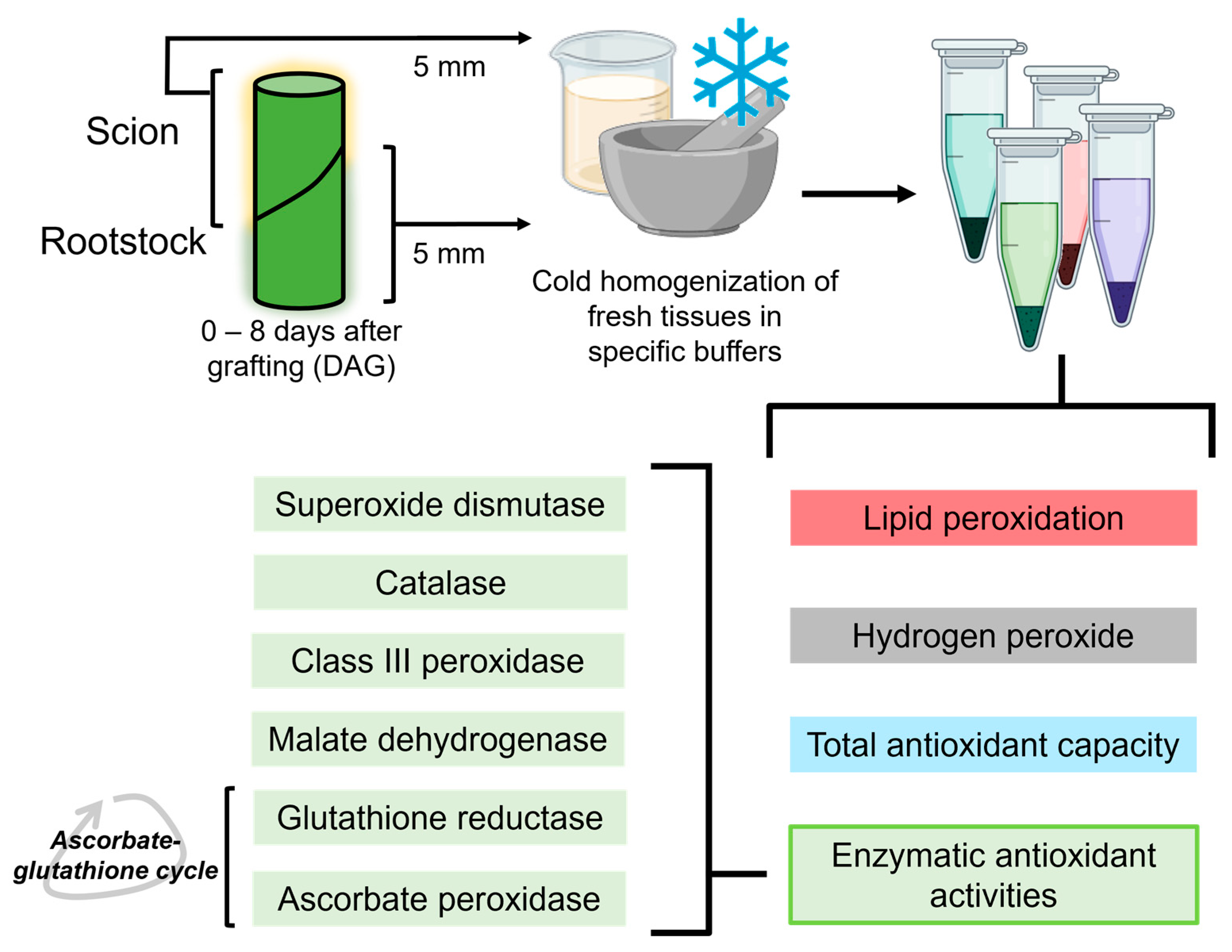 Antioxidants 14 00234 g002