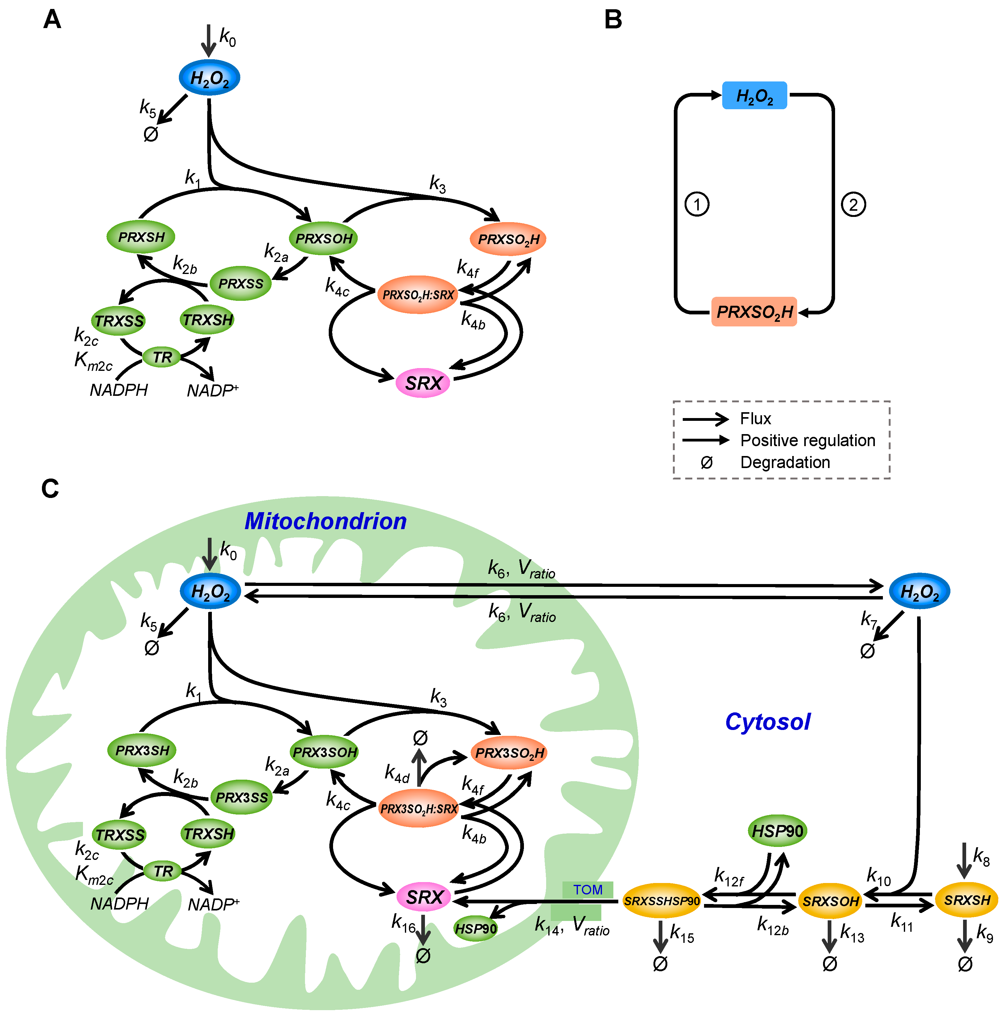 Antioxidants 14 00235 g001