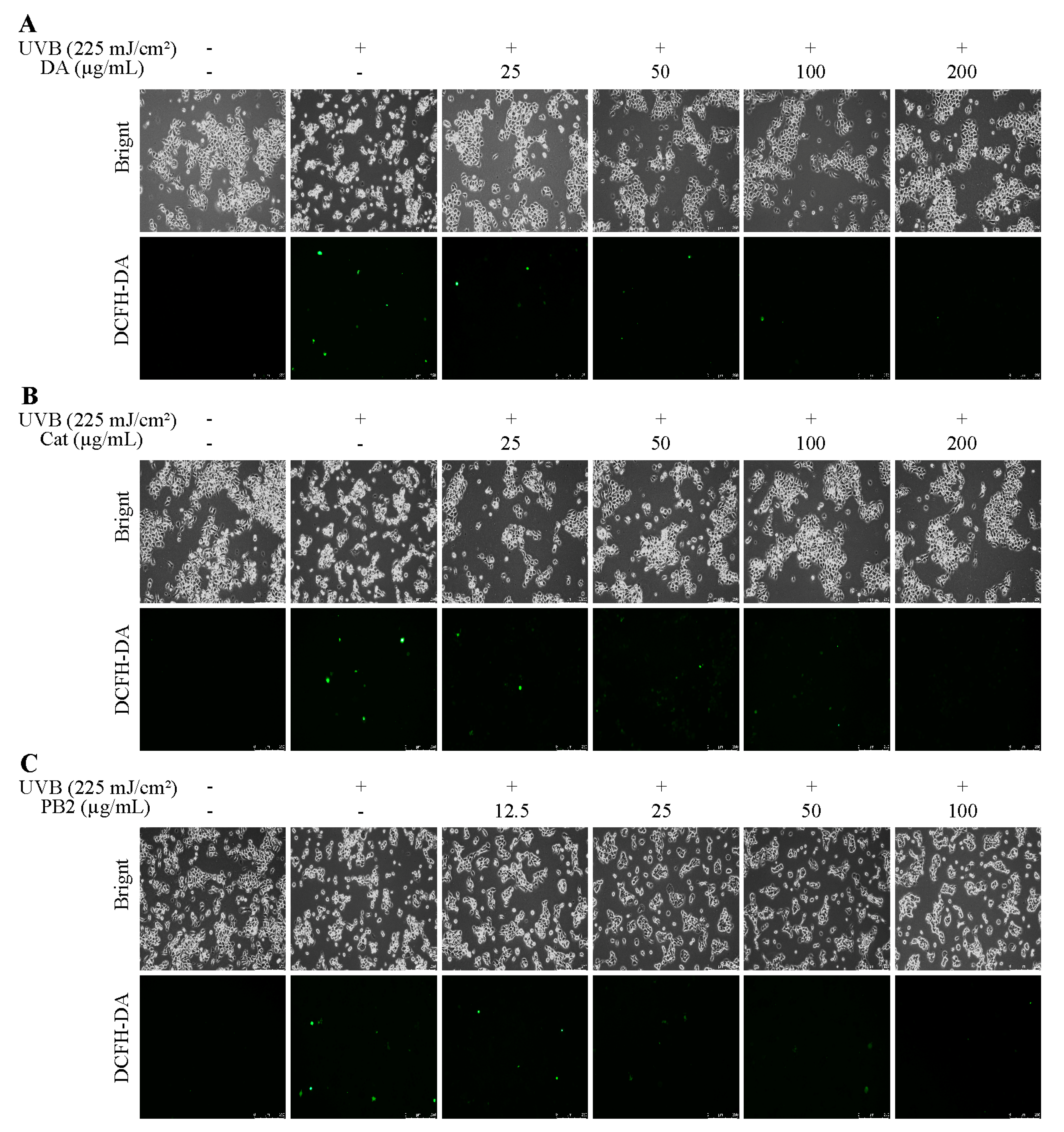 Antioxidants 14 00241 g005