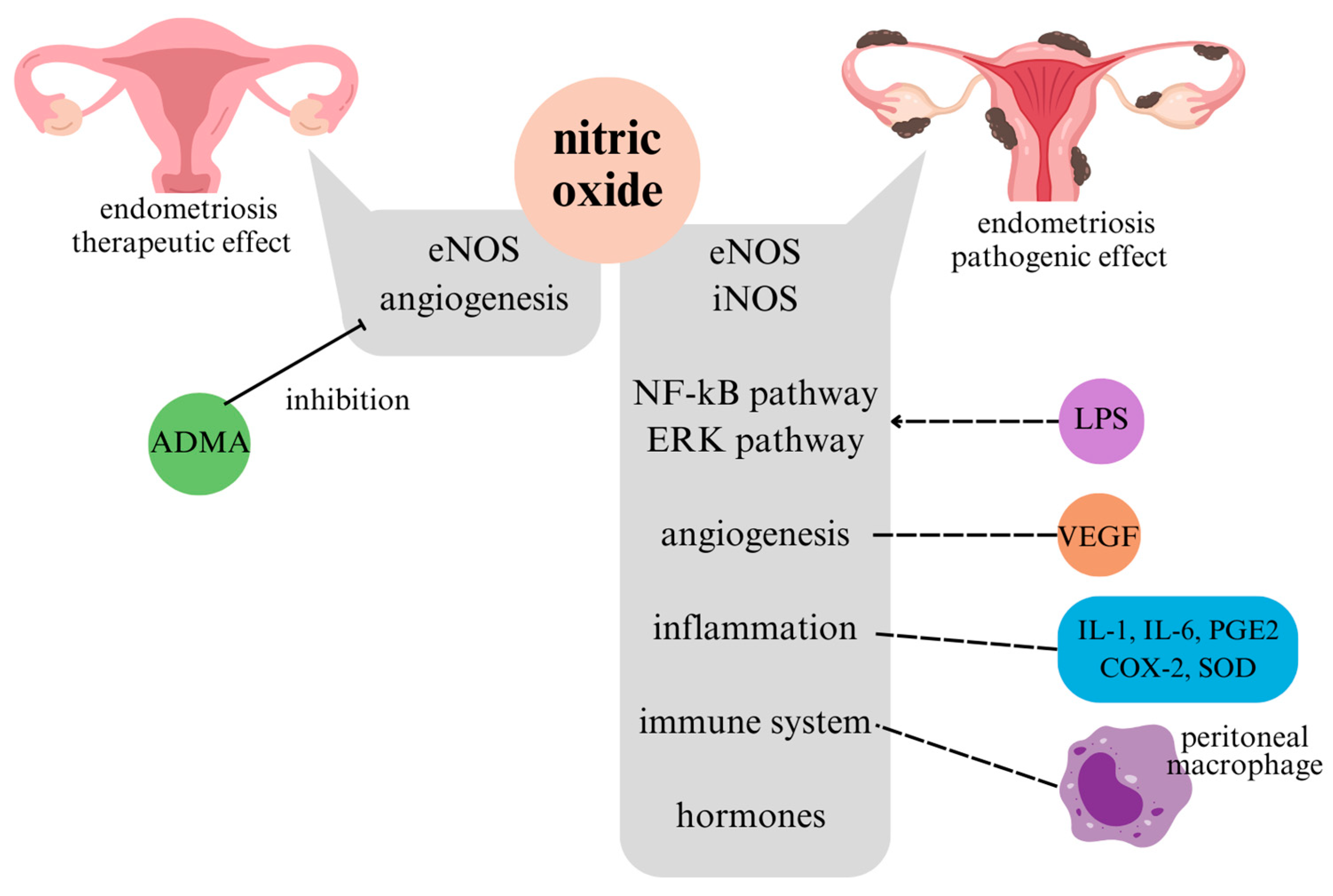 Antioxidants 14 00247 g004