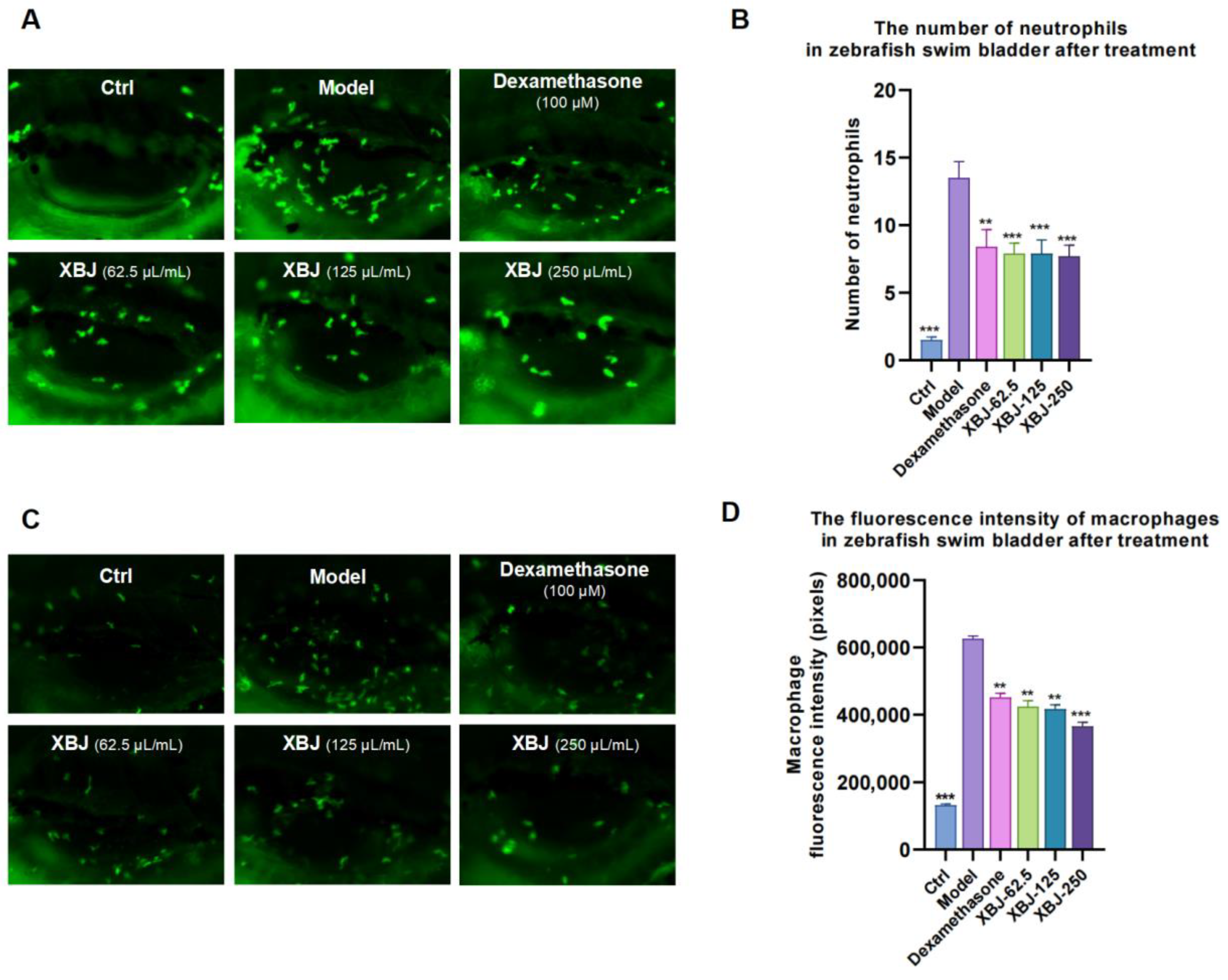 Antioxidants 14 00248 g002