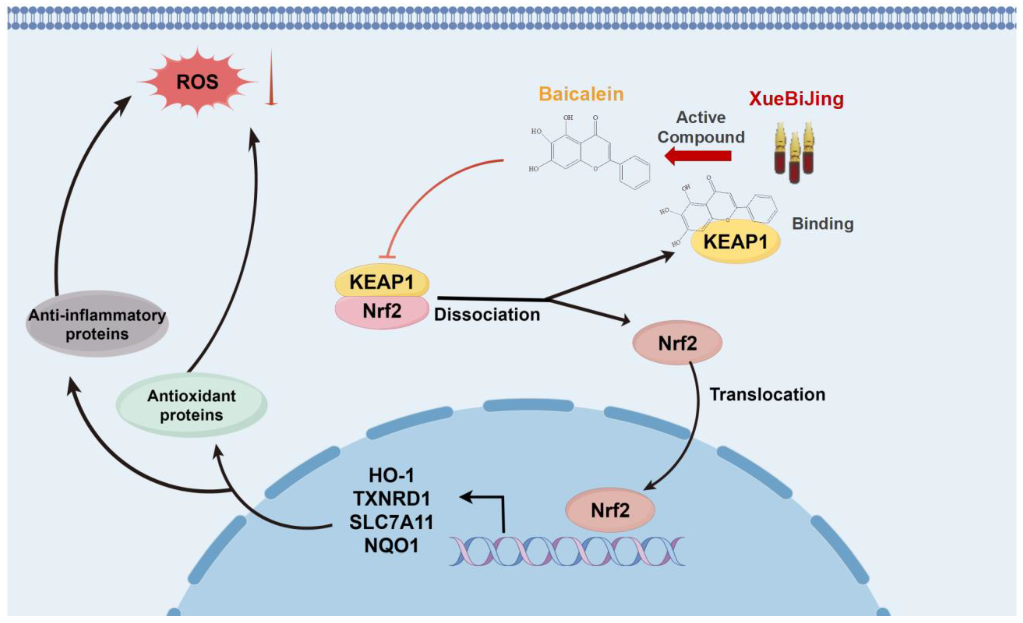Antioxidants 14 00248 g010