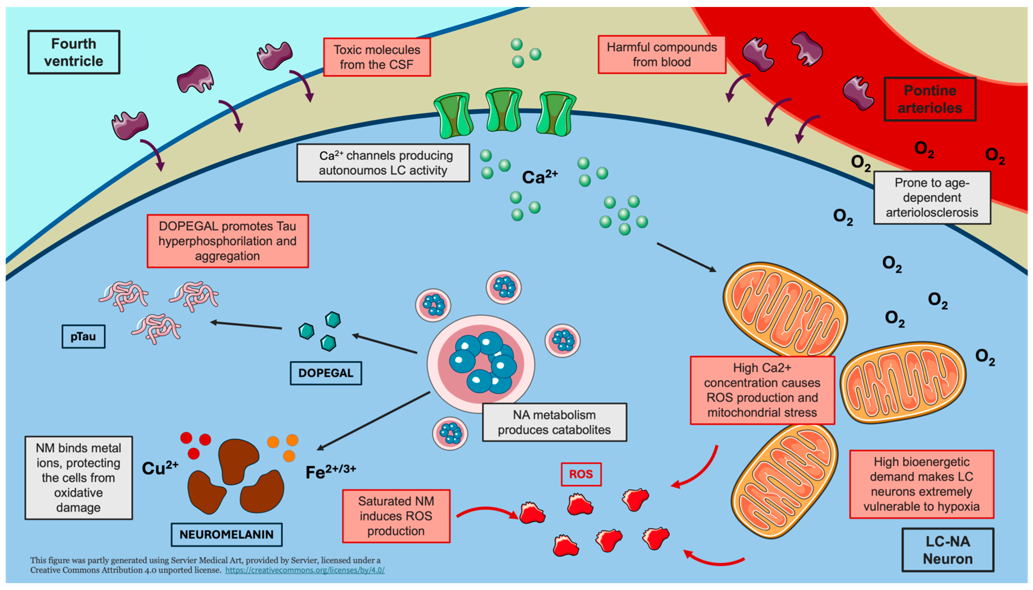 Antioxidants 14 00255 g001