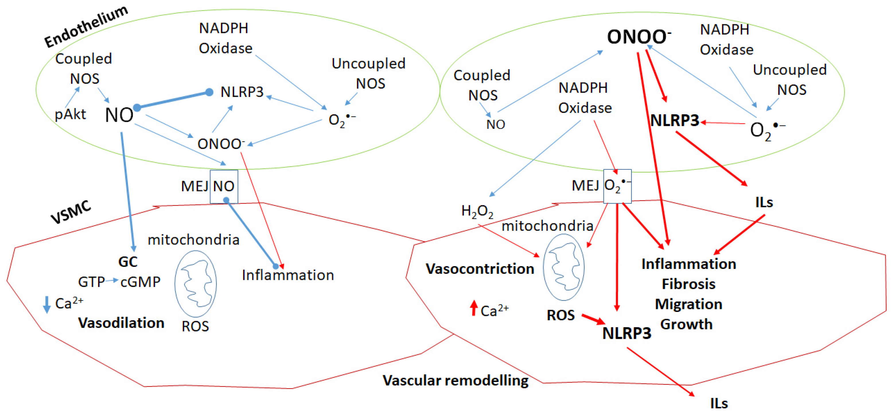 Antioxidants 14 00256 g001 Antioxidants 14 00256 g001