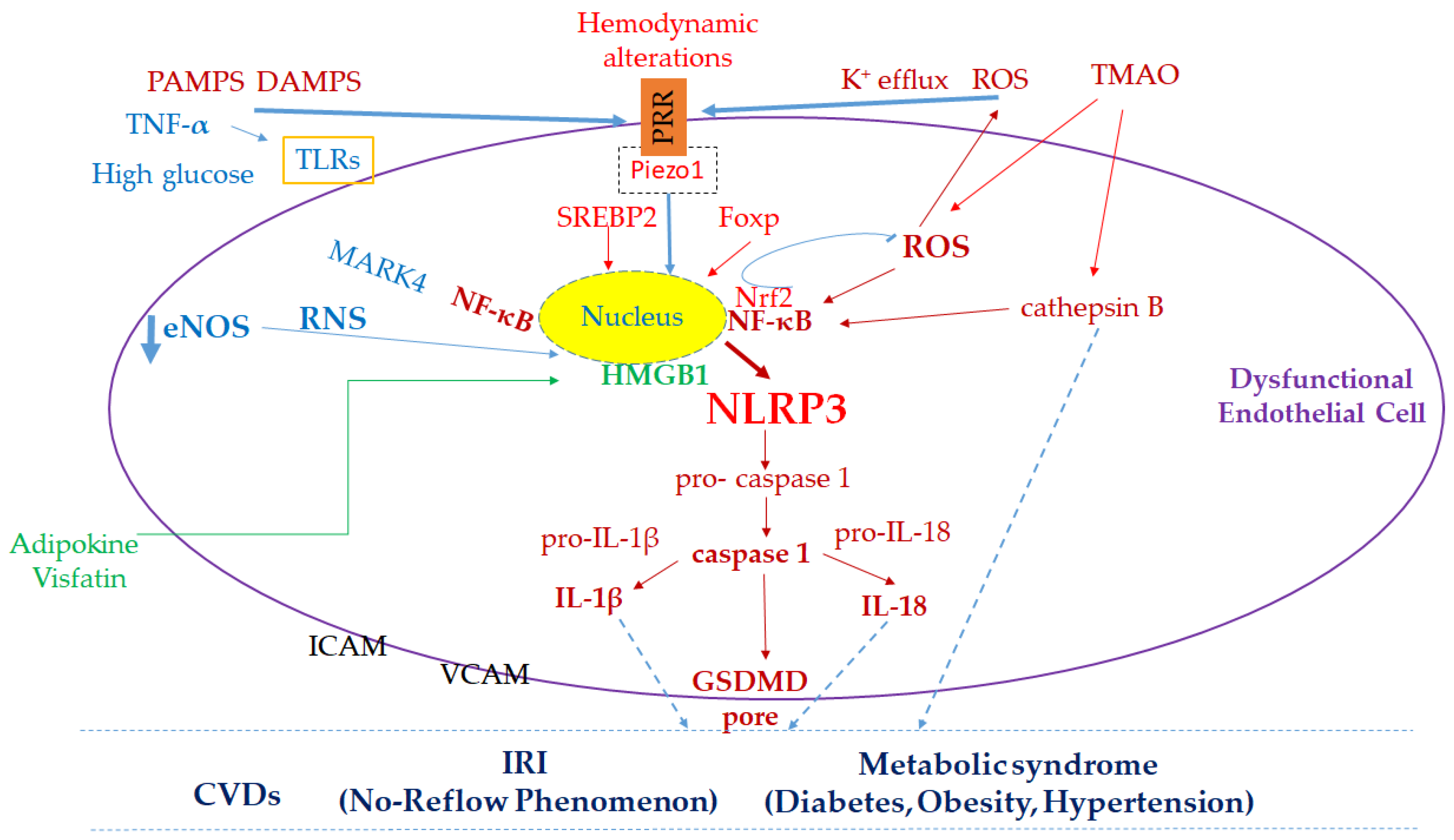 Antioxidants 14 00256 g002 Antioxidants 14 00256 g002