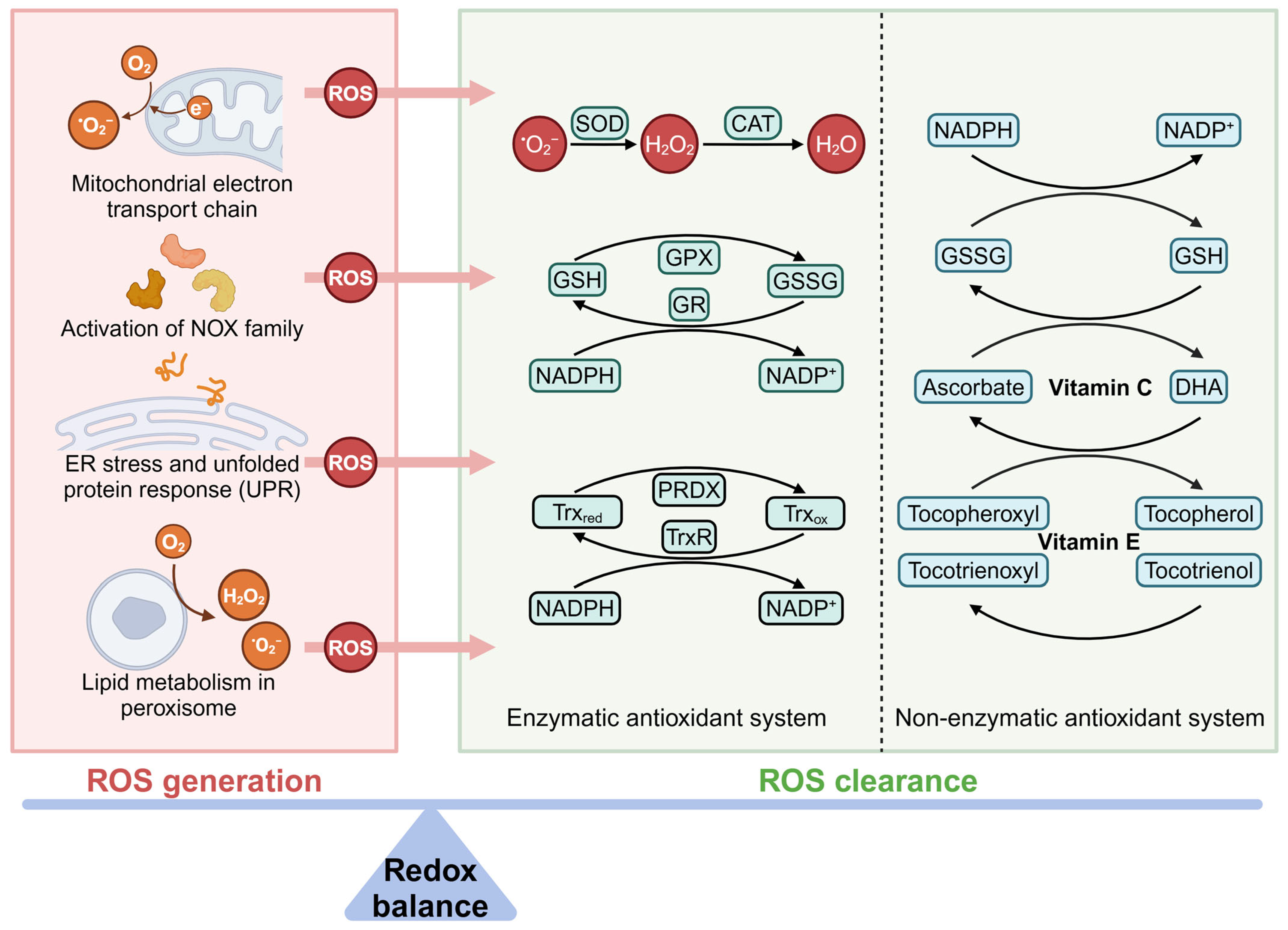 Antioxidants 14 00258 g001