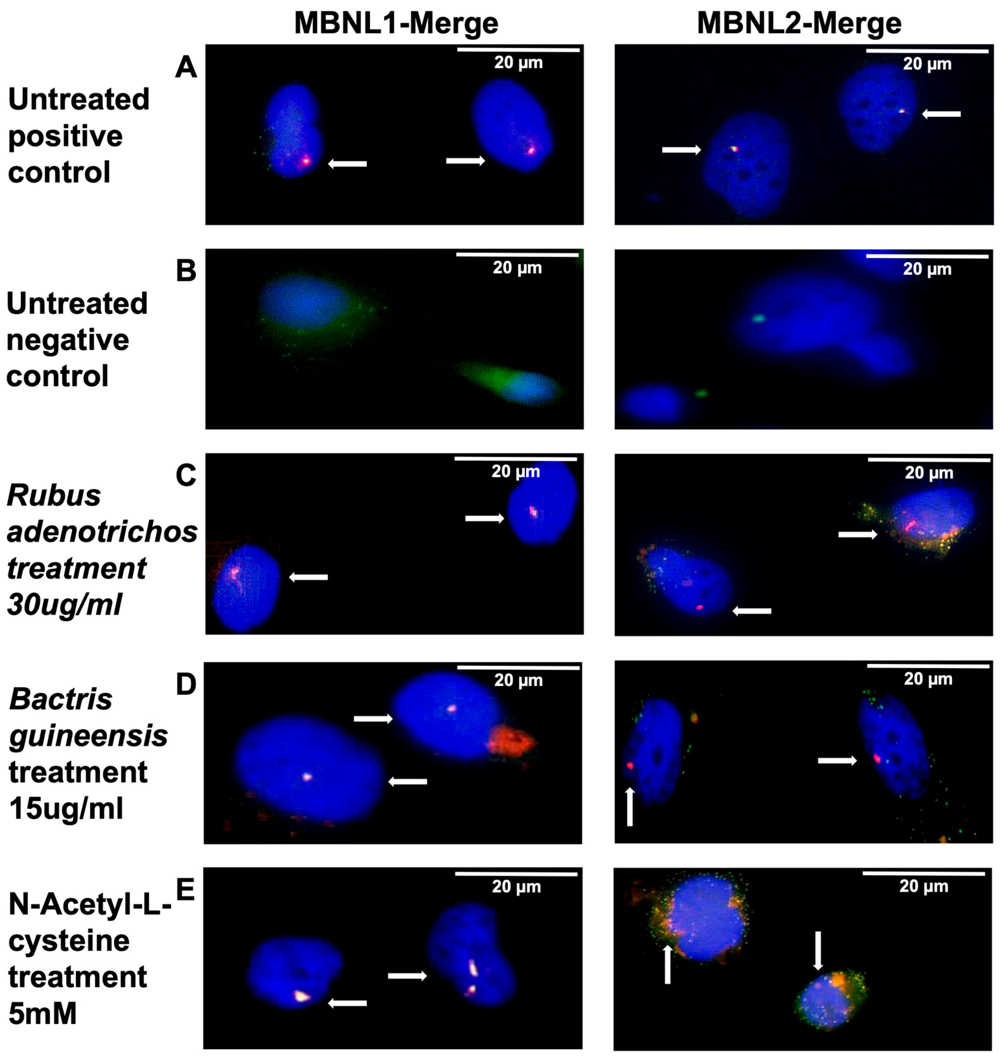 Antioxidants 14 00260 g005