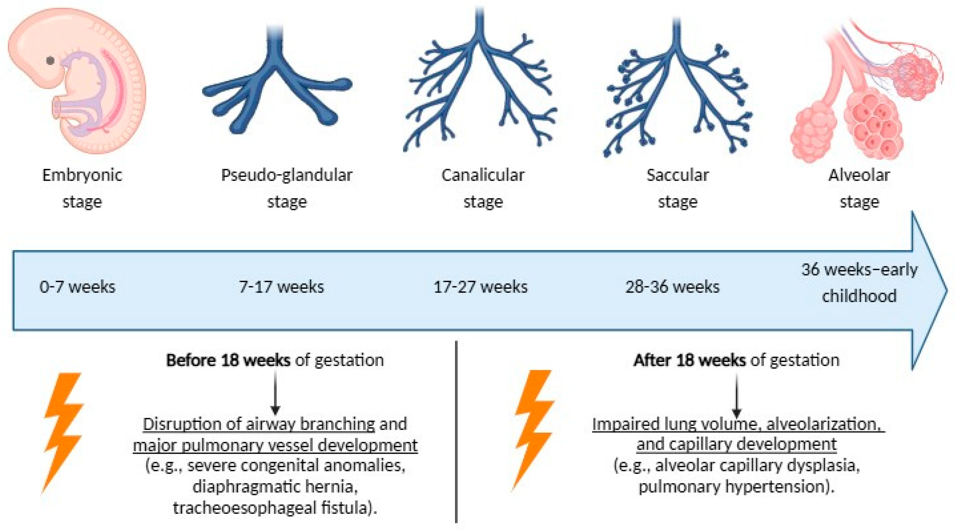 Antioxidants 14 00262 g001