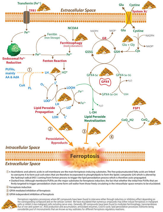 Antioxidants 14 00265 g002