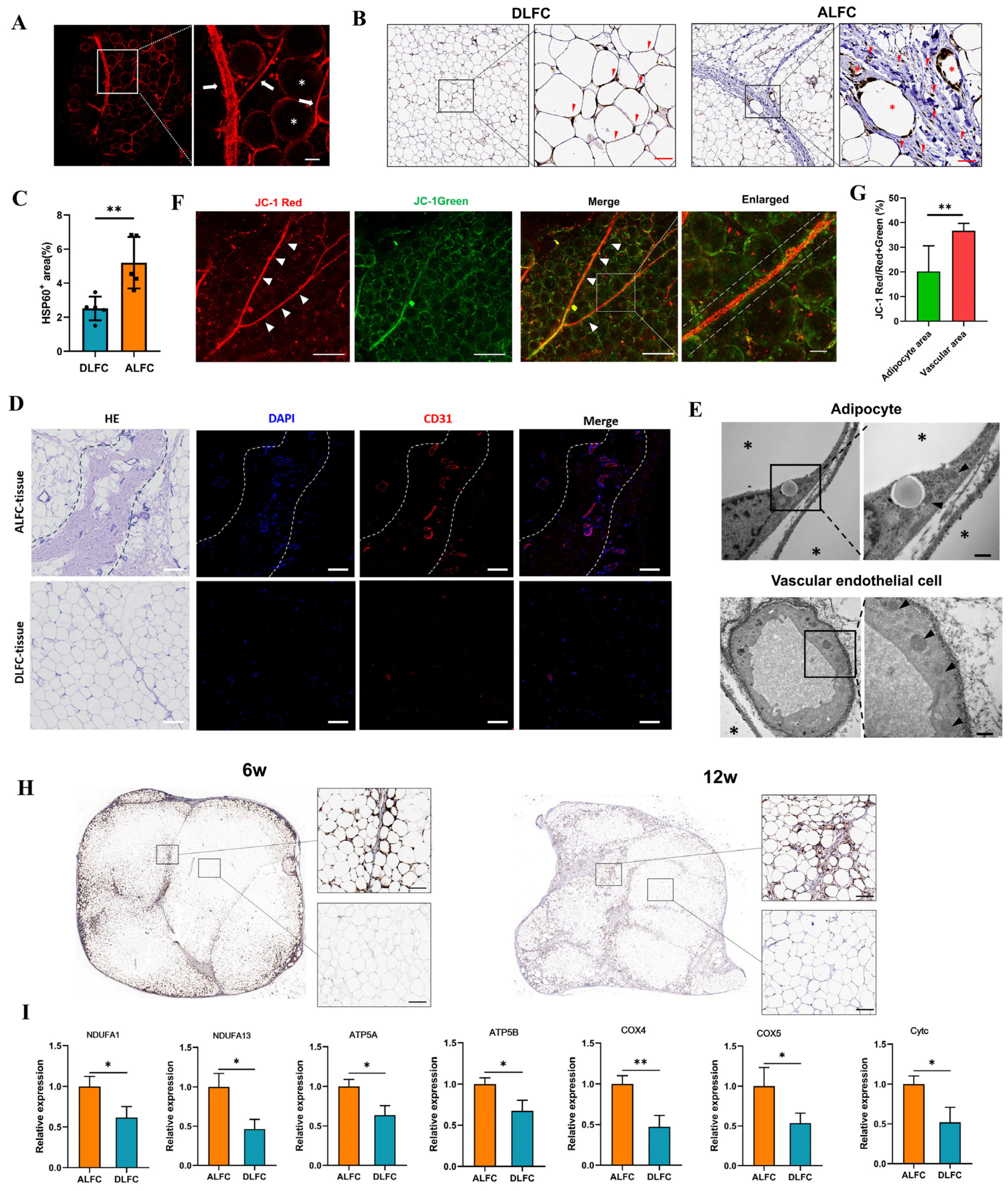 Antioxidants 14 00270 g004