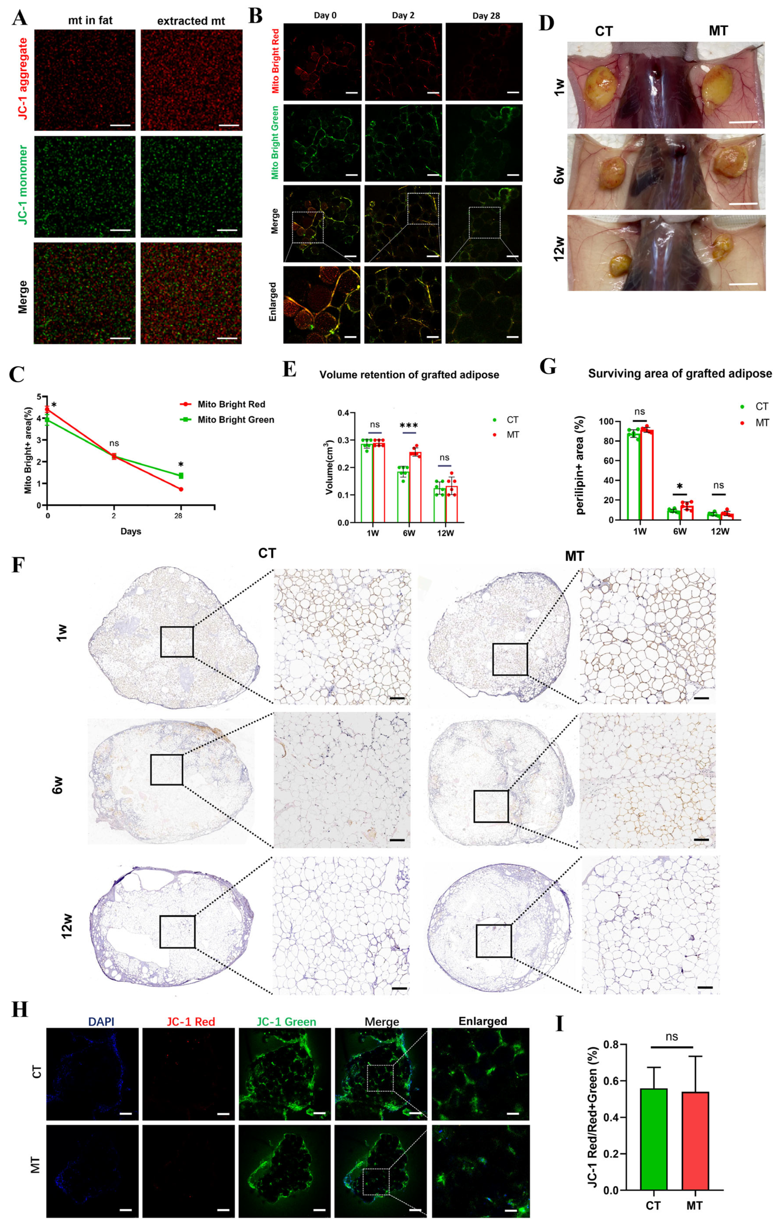 Antioxidants 14 00270 g006